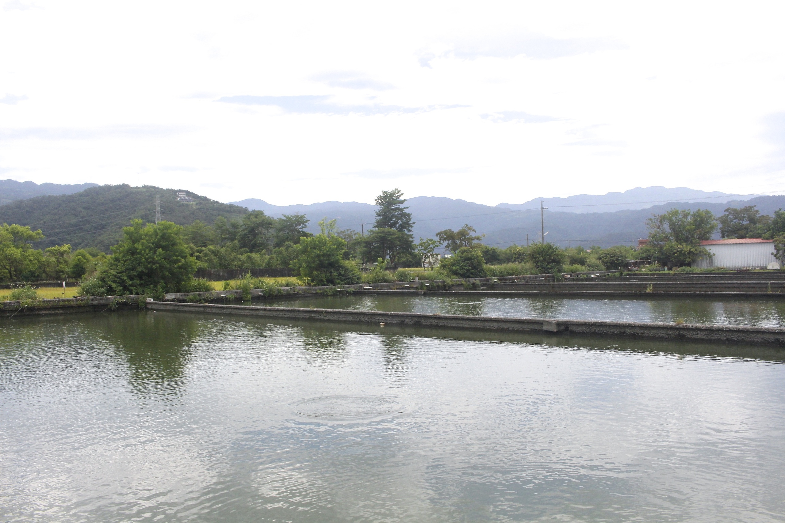 勝洋水草 勝洋水草