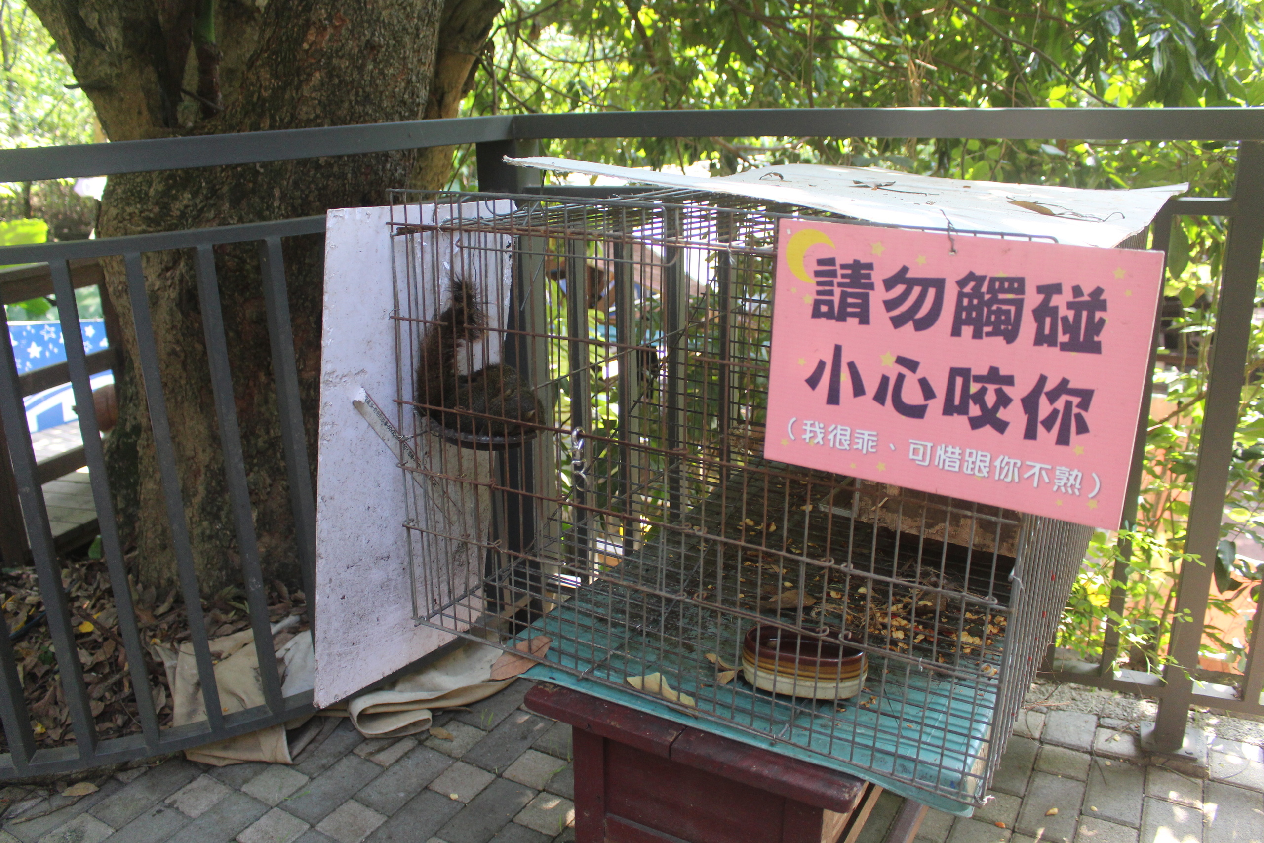 【彰化 今夜星辰休閒農場】超萌「戴髮圈的草泥馬」IG拍照打卡點、動物互動餵食區
