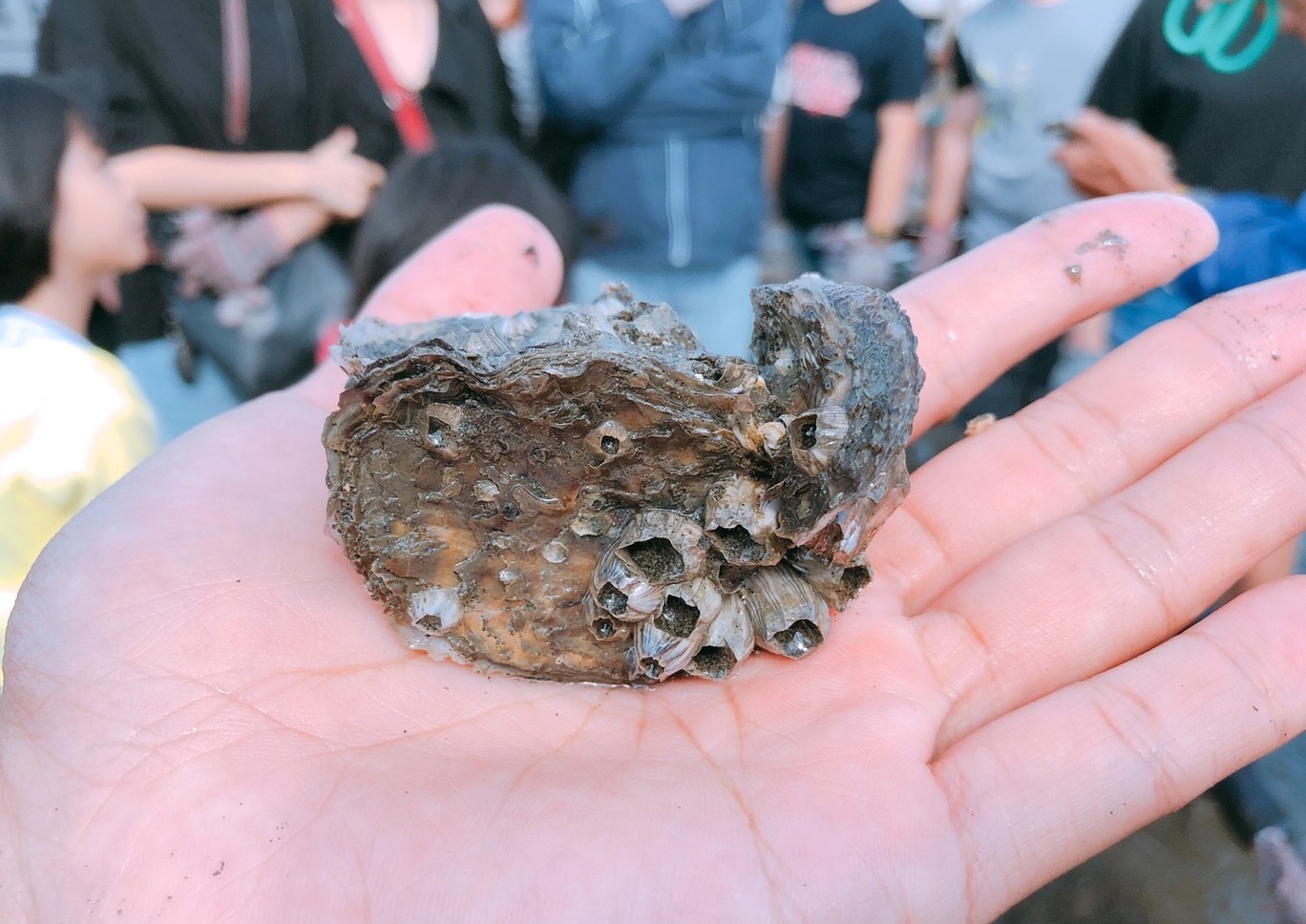 【彰化 阿進帶你採蚵趣】潮間帶搭海牛車體驗：採蚵、挖蛤蠣。烤蚵秋刀魚超好吃