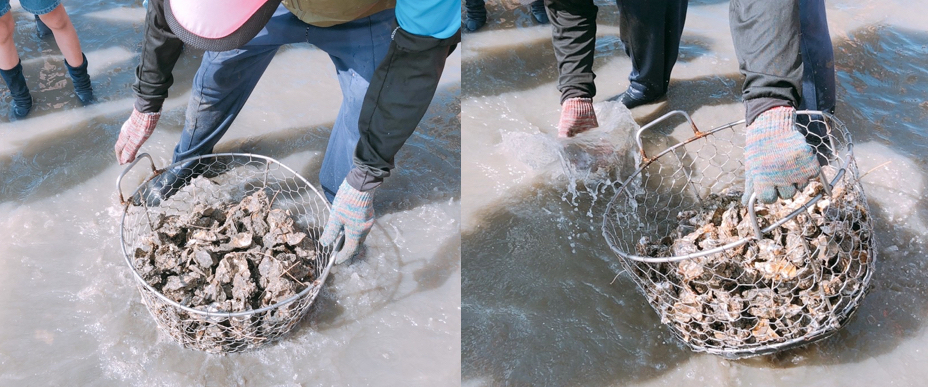 【彰化 阿進帶你採蚵趣】潮間帶搭海牛車體驗：採蚵、挖蛤蠣。烤蚵秋刀魚超好吃
