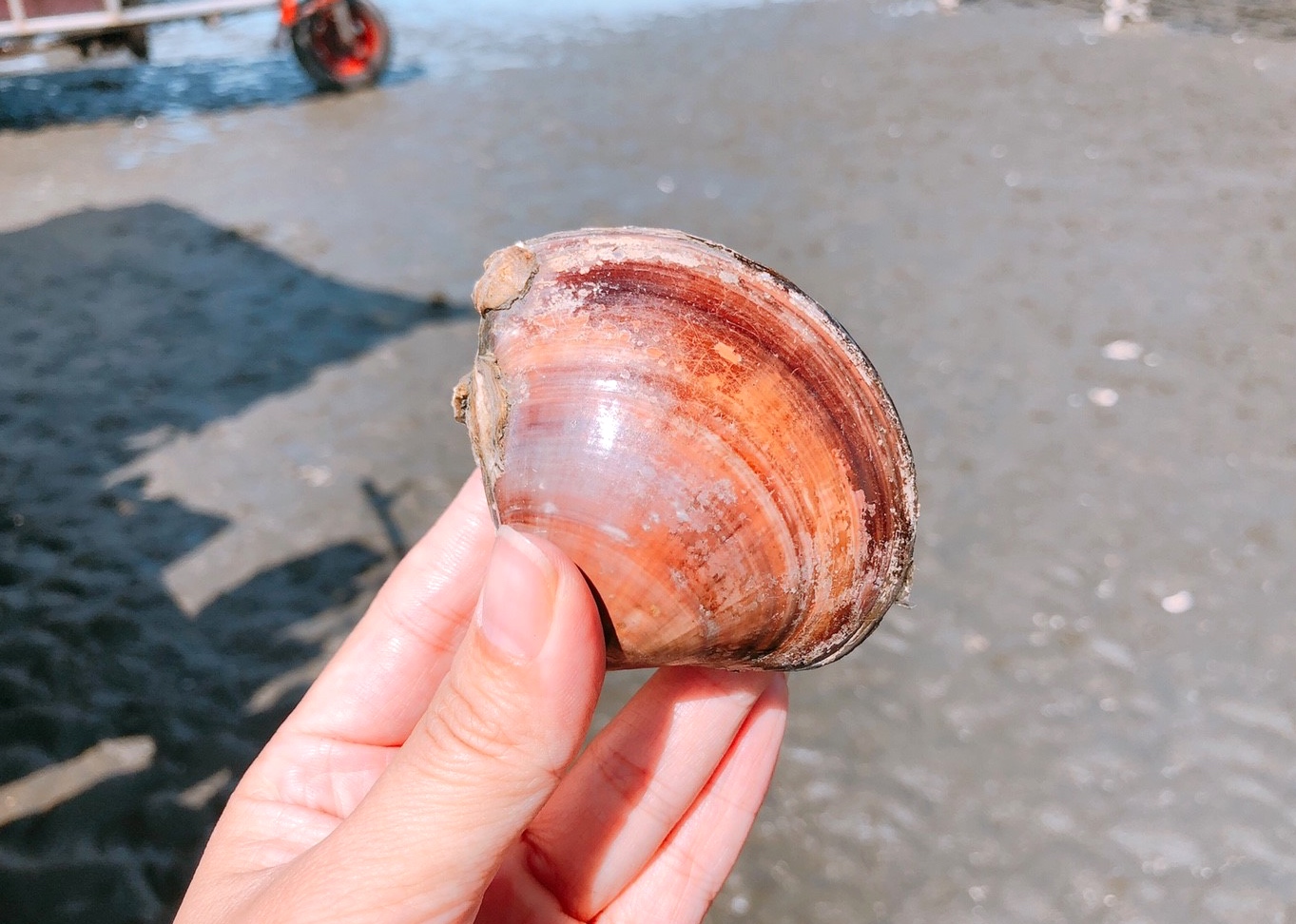 【彰化 阿進帶你採蚵趣】潮間帶搭海牛車體驗：採蚵、挖蛤蠣。烤蚵秋刀魚超好吃