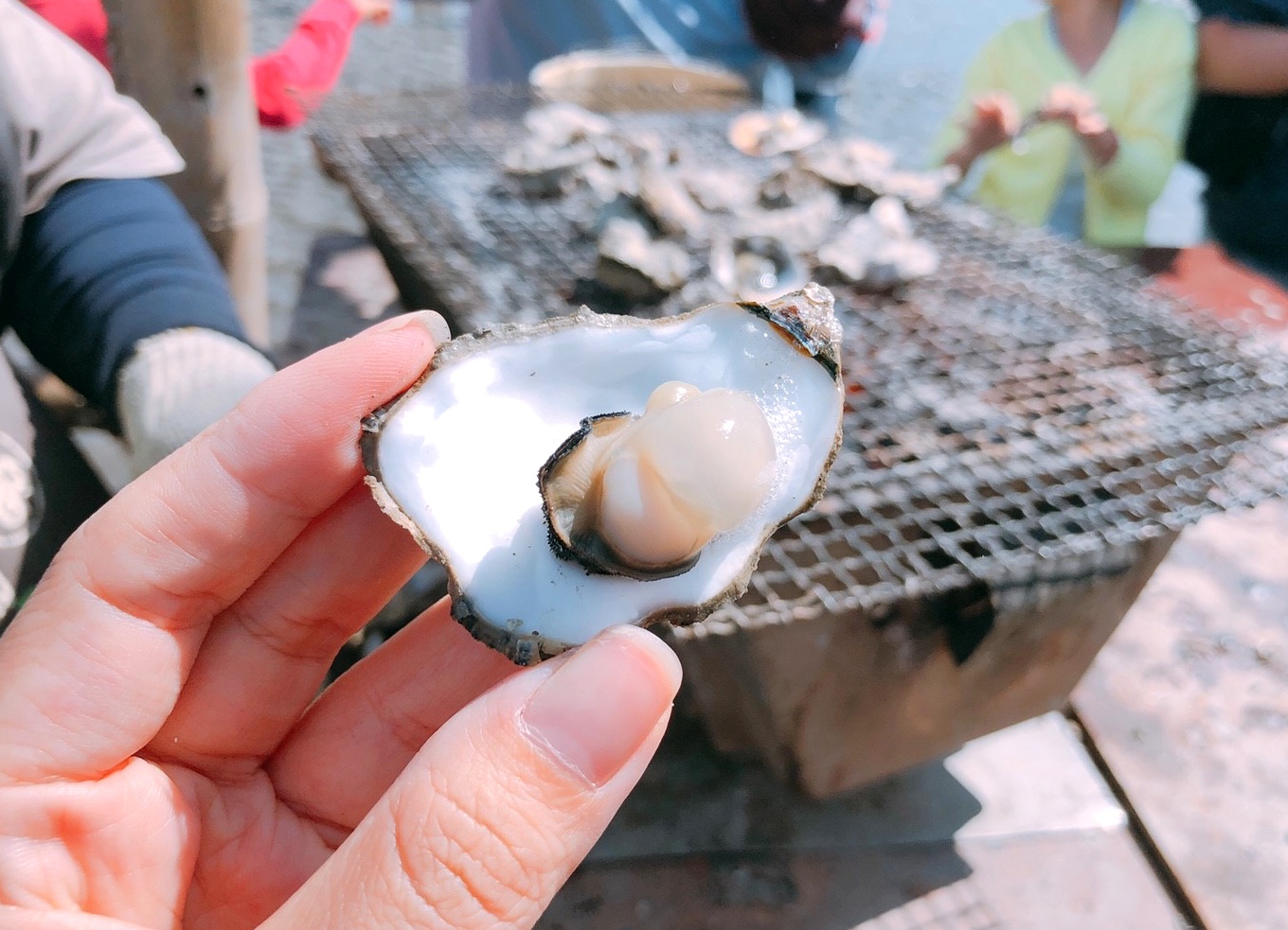 【彰化 阿進帶你採蚵趣】潮間帶搭海牛車體驗：採蚵、挖蛤蠣。烤蚵秋刀魚超好吃
