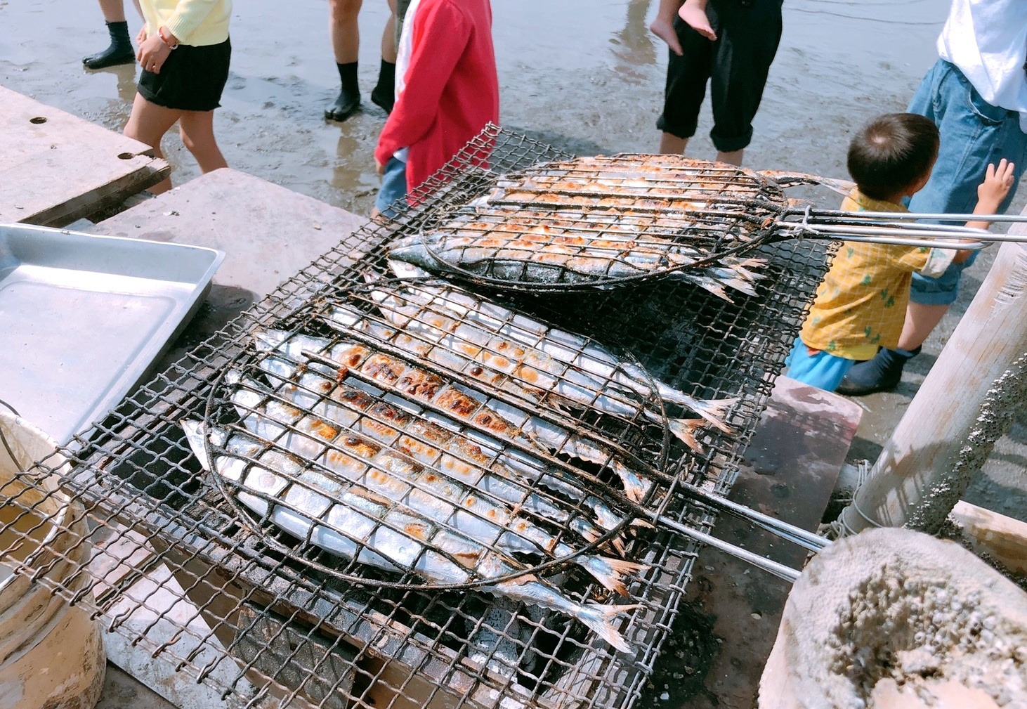 【彰化 阿進帶你採蚵趣】潮間帶搭海牛車體驗：採蚵、挖蛤蠣。烤蚵秋刀魚超好吃