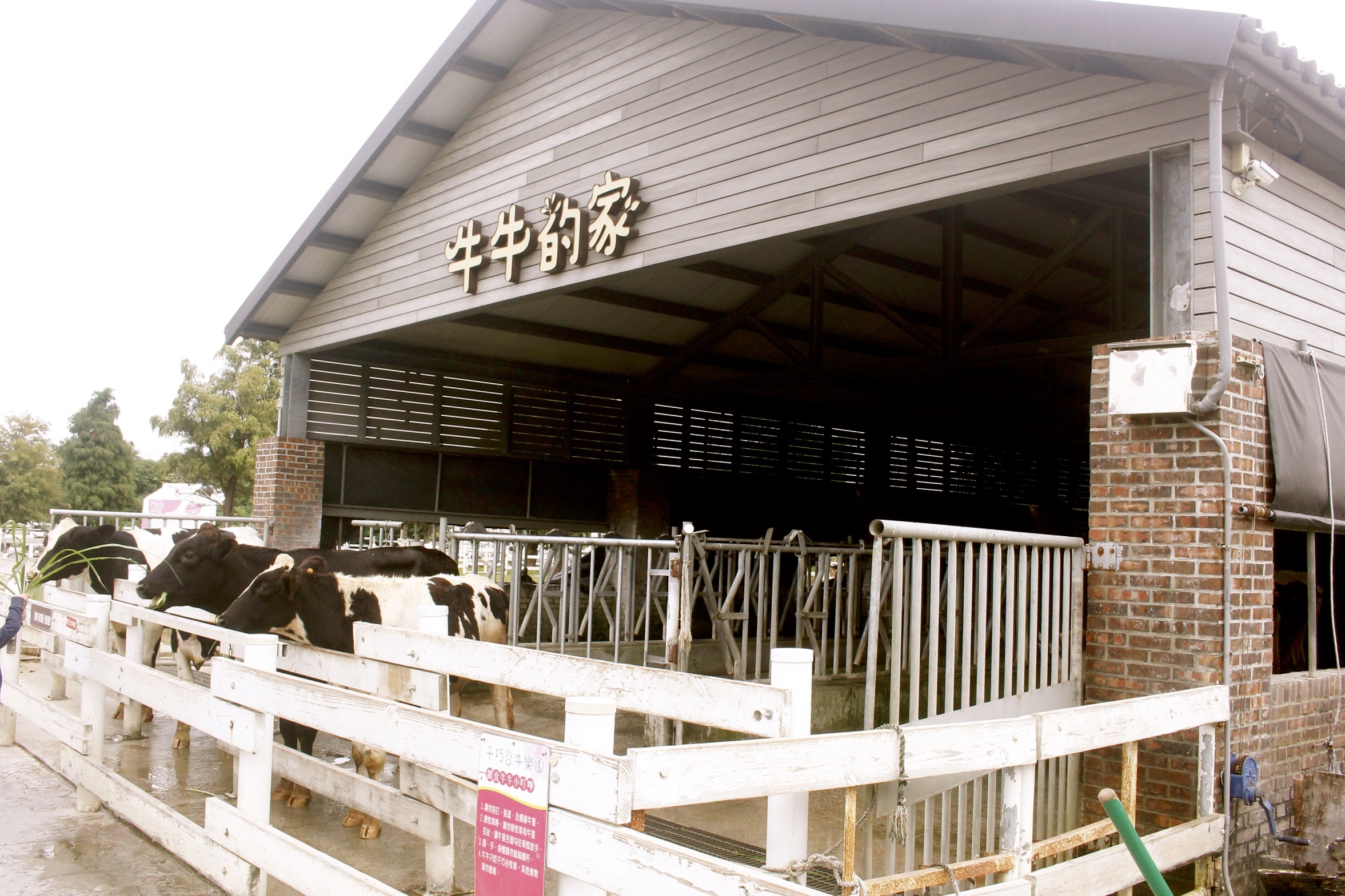 【雲林 千巧谷牛樂園牧場】免費入園/停車。牛牛家餵牧草、萌牛拍照、沙坑區