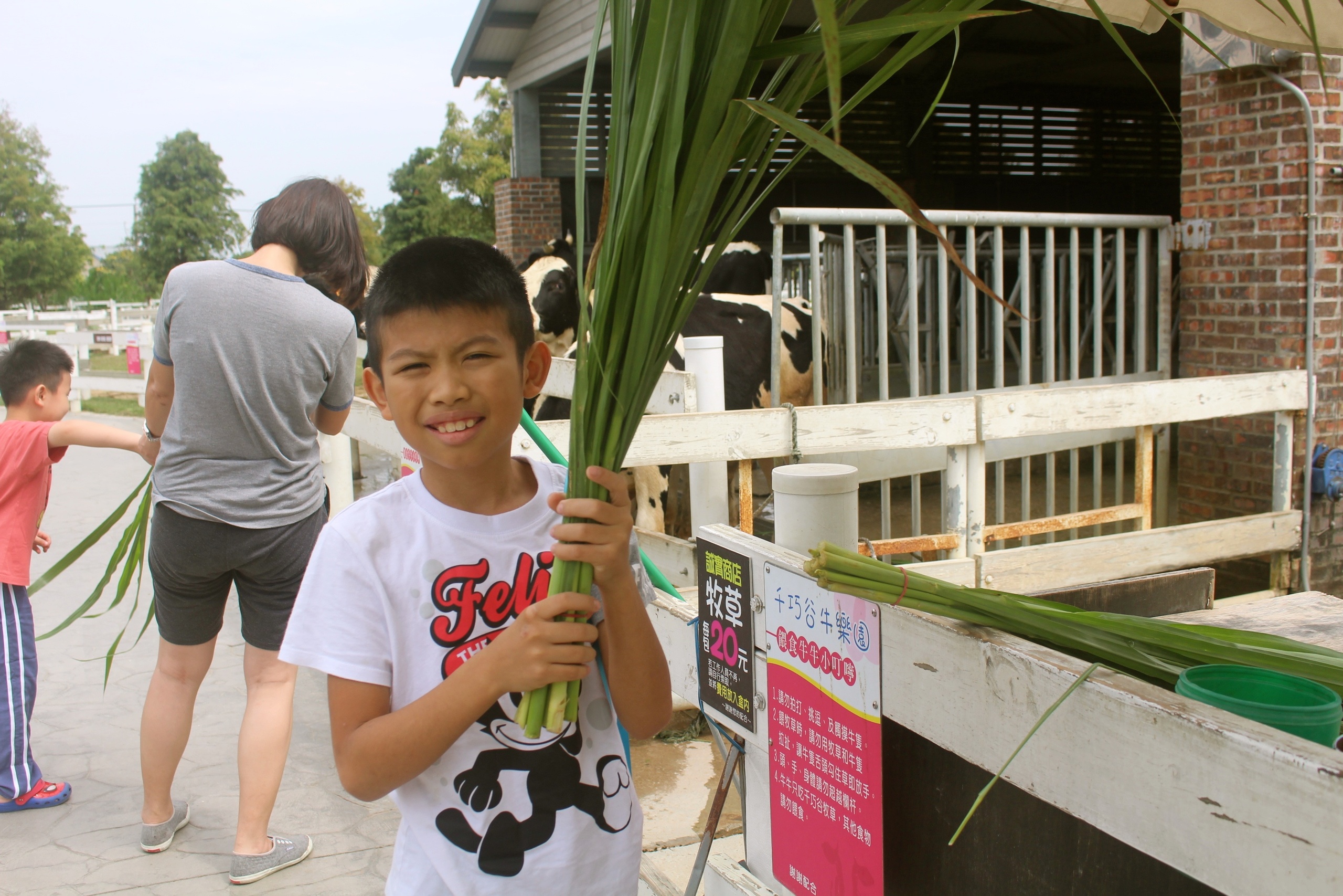 【雲林 千巧谷牛樂園牧場】免費入園/停車。牛牛家餵牧草、萌牛拍照、沙坑區