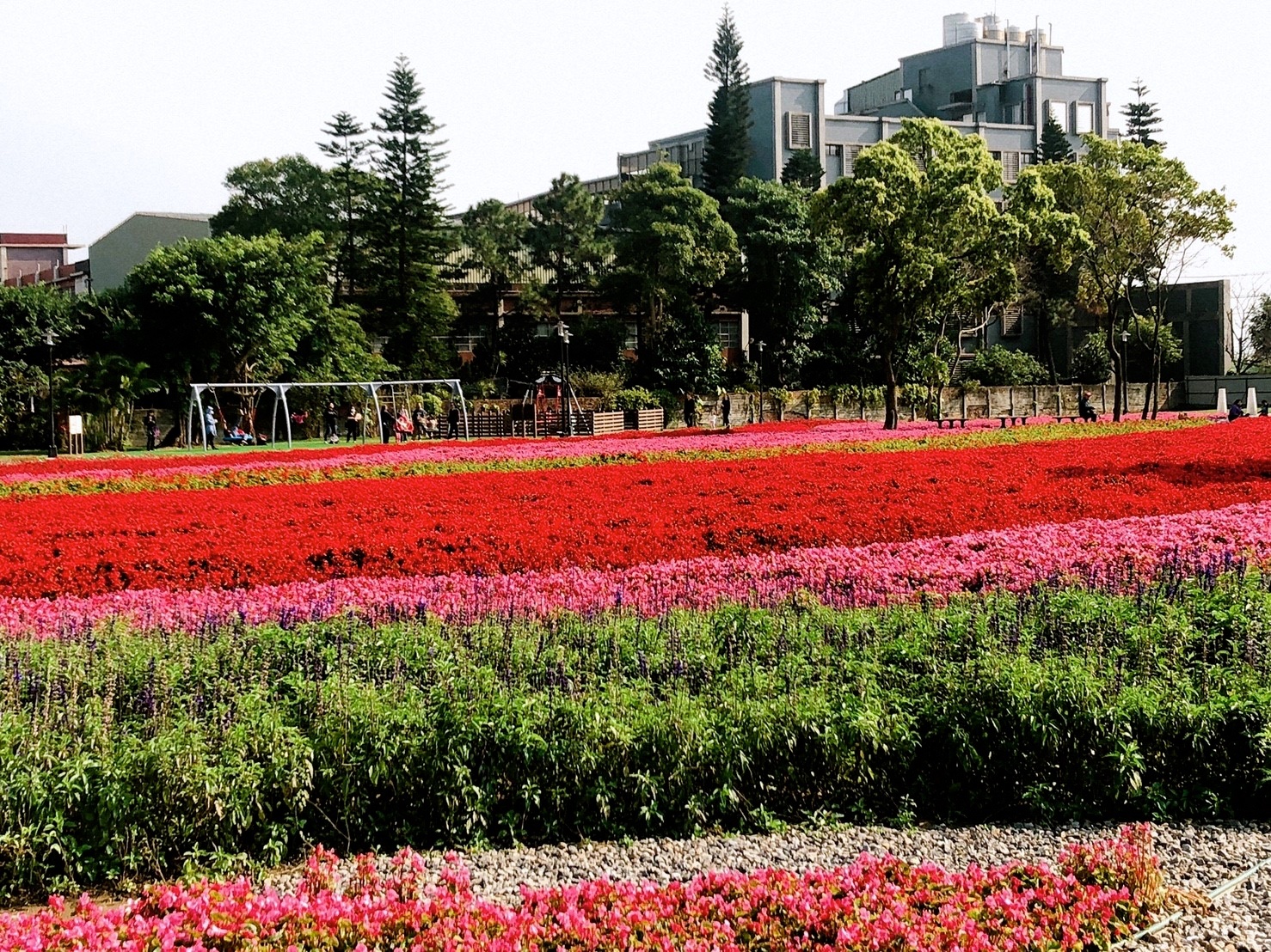 【桃園 客家園區共融式遊戲場】藏匿於浪漫花海。以鞦韆為主題的客家公園 【桃園 客家園區共融式遊戲場】藏匿於浪漫花海。以鞦韆為主題的客家公園