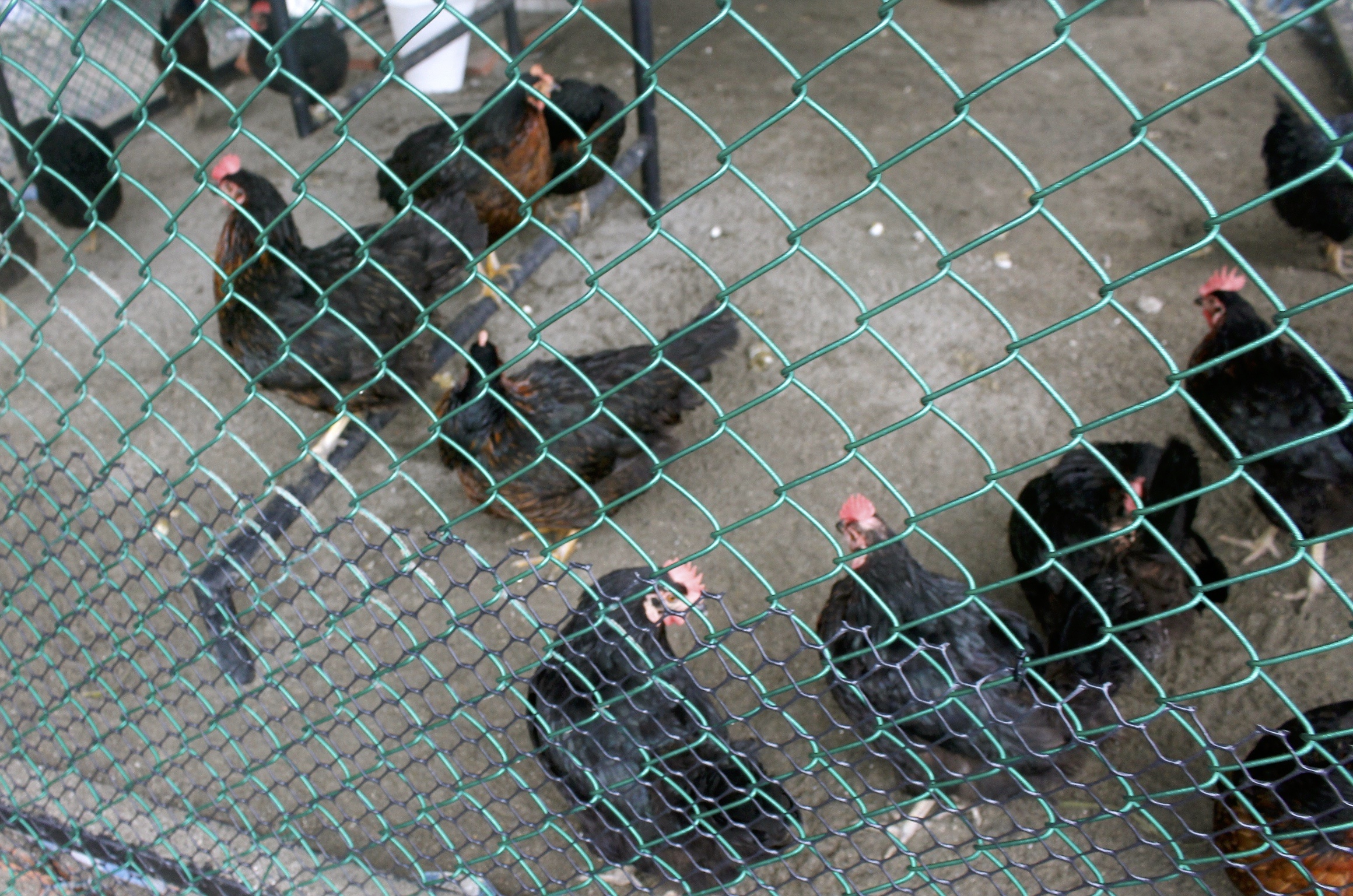 【桃園 蛋寶生技不老村】人氣打卡點紅色鳥居、江戶時代大街。伴手禮來盒“達人手藝蛋塔”吧