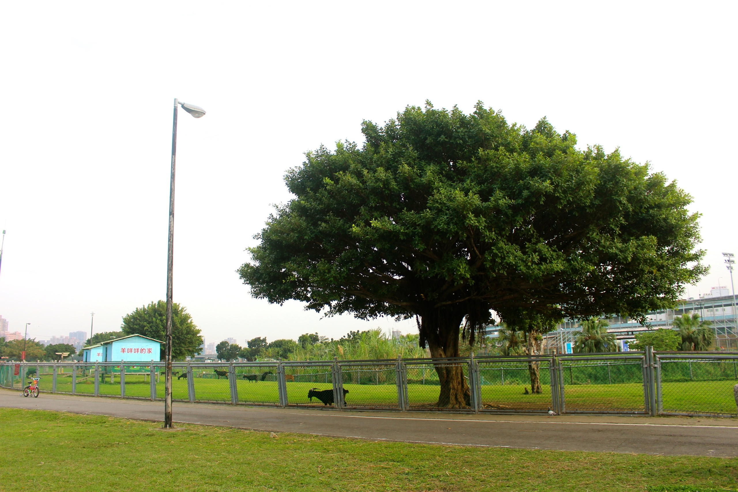 【新北 二重疏洪親水公園】免費餵食「羊咩咩的家」。暢遊自行車道/遙控賽車場/三種球場 【新北 二重疏洪親水公園】免費餵食「羊咩咩的家」。暢遊自行車道/遙控賽車場/三種球場