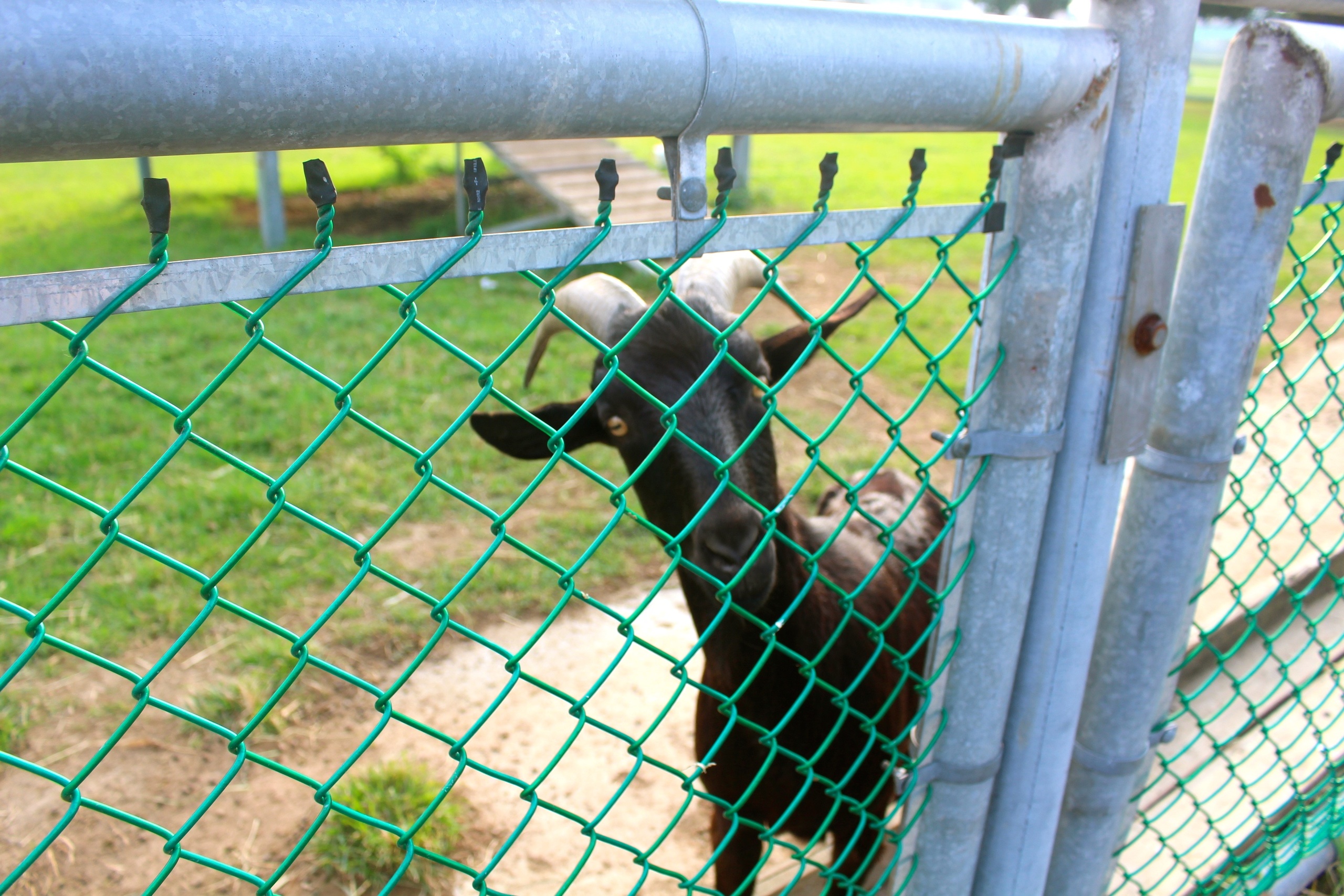 【新北 二重疏洪親水公園】免費餵食「羊咩咩的家」。暢遊自行車道/遙控賽車場/三種球場 【新北 二重疏洪親水公園】免費餵食「羊咩咩的家」。暢遊自行車道/遙控賽車場/三種球場