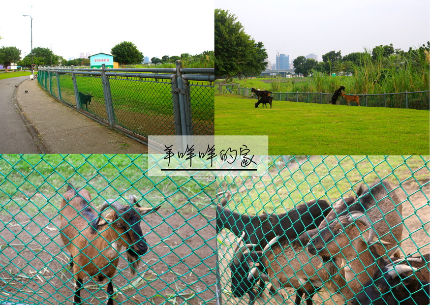 【新北 二重疏洪親水公園】免費餵食「羊咩咩的家」。暢遊自行車道/遙控賽車場/三種球場 【新北 二重疏洪親水公園】免費餵食「羊咩咩的家」。暢遊自行車道/遙控賽車場/三種球場