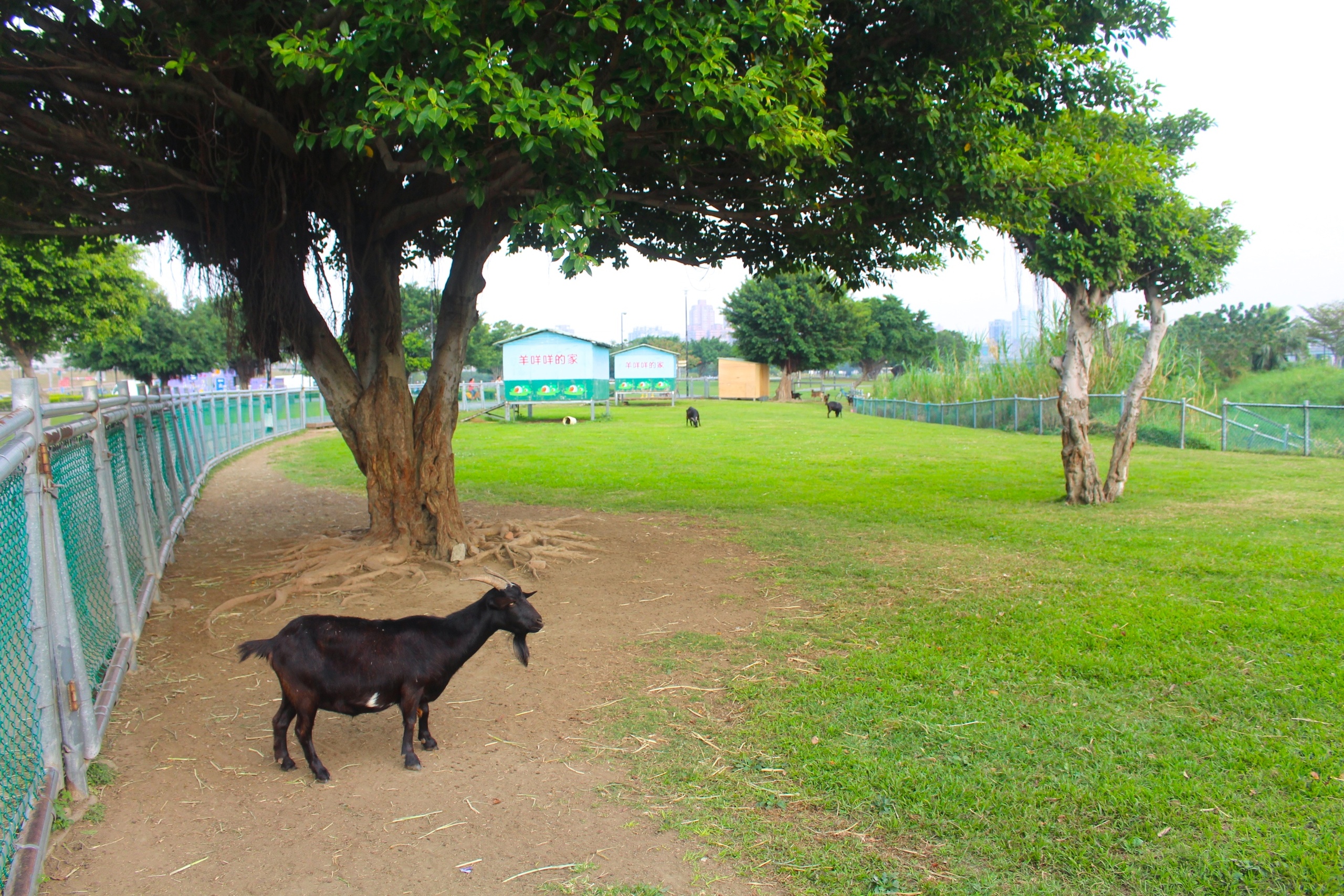 【新北 二重疏洪親水公園】免費餵食「羊咩咩的家」。暢遊自行車道/遙控賽車場/三種球場 【新北 二重疏洪親水公園】免費餵食「羊咩咩的家」。暢遊自行車道/遙控賽車場/三種球場