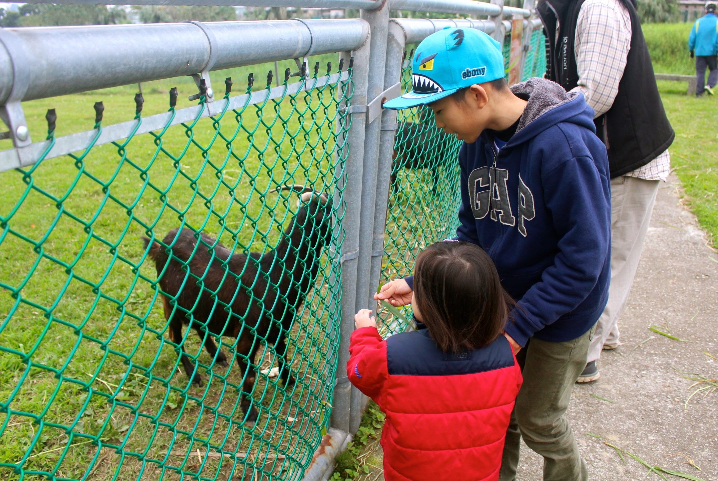 【新北 二重疏洪親水公園】免費餵食「羊咩咩的家」。暢遊自行車道/遙控賽車場/三種球場 【新北 二重疏洪親水公園】免費餵食「羊咩咩的家」。暢遊自行車道/遙控賽車場/三種球場