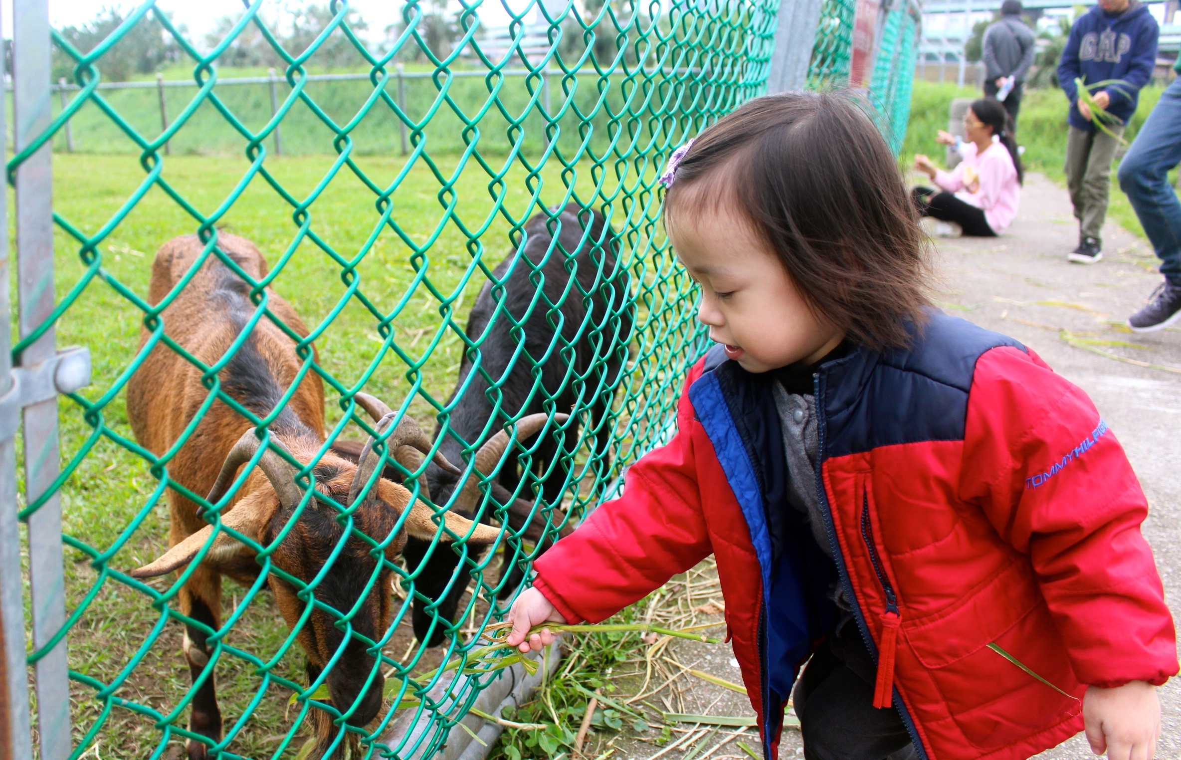 【新北 二重疏洪親水公園】免費餵食「羊咩咩的家」。暢遊自行車道/遙控賽車場/三種球場 【新北 二重疏洪親水公園】免費餵食「羊咩咩的家」。暢遊自行車道/遙控賽車場/三種球場