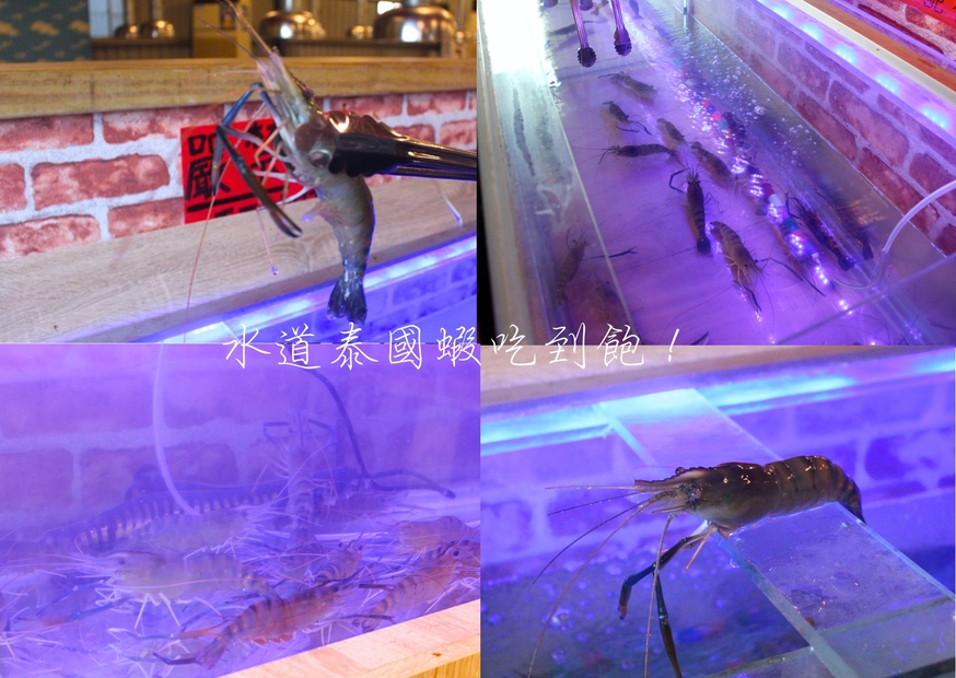 【桃園 海寶城】新增現撈仔「水道泰國蝦」無限吃到飽.海鮮碳烤火烤兩吃讓你吃到翻過去 【桃園 海寶城】新增現撈仔「水道泰國蝦」無限吃到飽.海鮮碳烤火烤兩吃讓你吃到翻過去