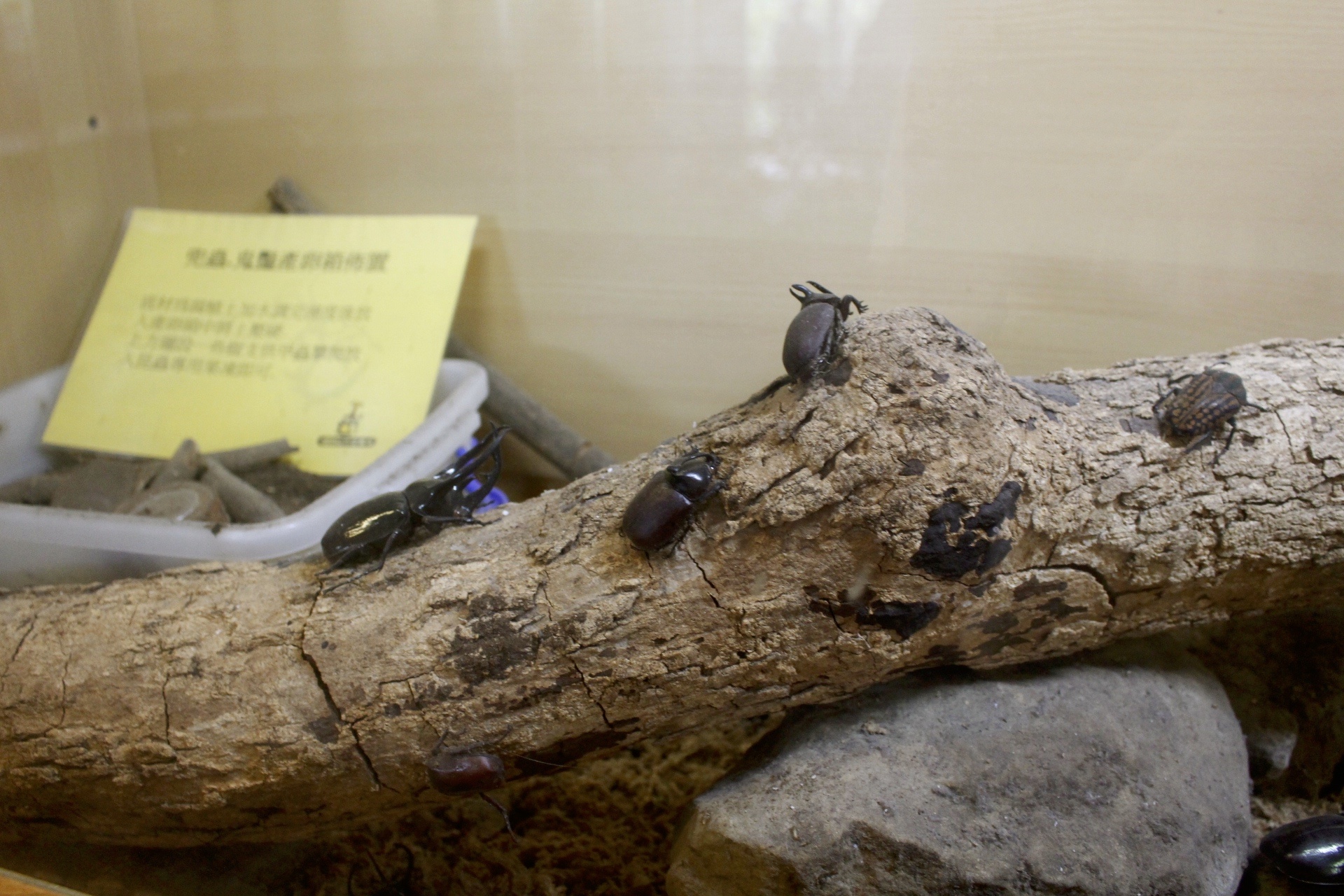 嘉義景點,獨角仙農場,親子旅遊,農場,沙坑,公園,遊戲場,小火車,動物