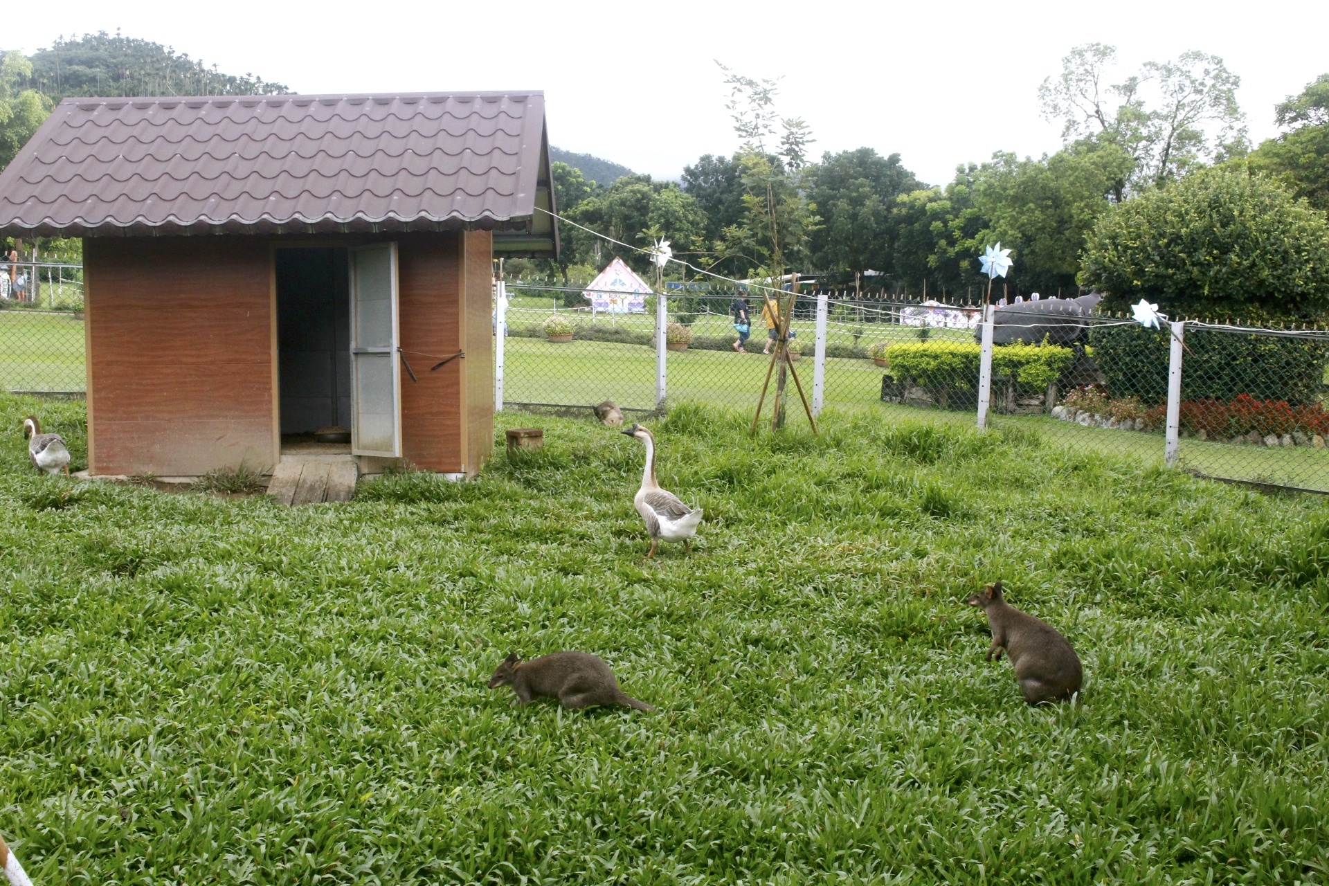 嘉義景點,獨角仙農場,親子旅遊,農場,沙坑,公園,遊戲場,小火車,動物