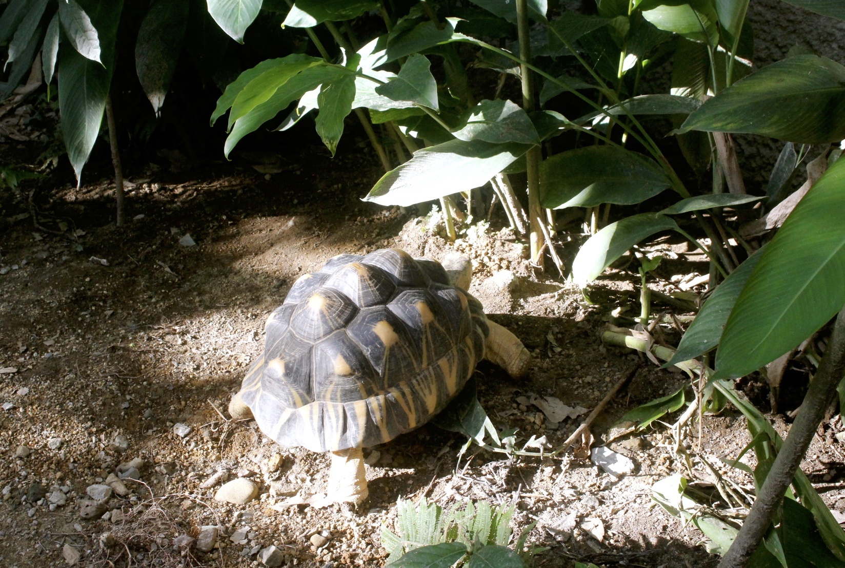 【台北 Taipei Zoo木柵動物園】暑期新館！經歷13年、斥資3.9億打造24公尺高「熱帶雨林」館，平日時間自由進出