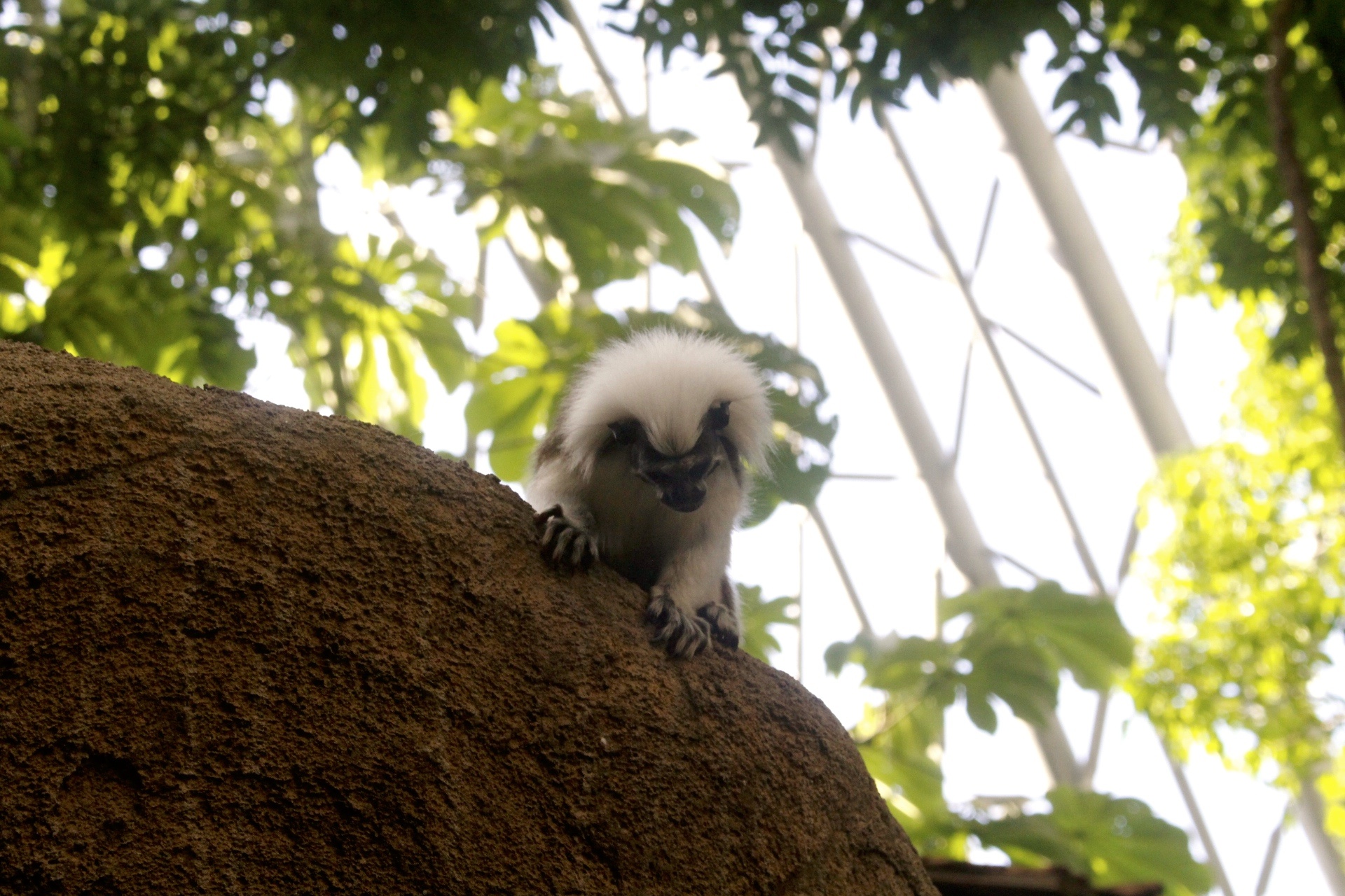 【台北 Taipei Zoo木柵動物園】暑期新館！經歷13年、斥資3.9億打造24公尺高「熱帶雨林」館，平日時間自由進出
