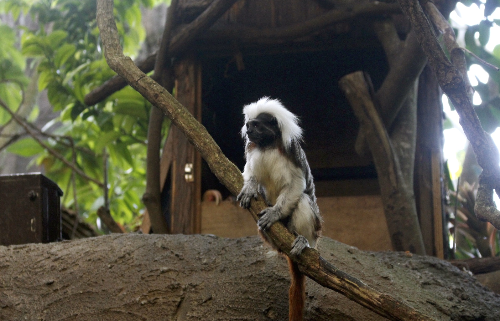 【台北 Taipei Zoo木柵動物園】暑期新館！經歷13年、斥資3.9億打造24公尺高「熱帶雨林」館，平日時間自由進出