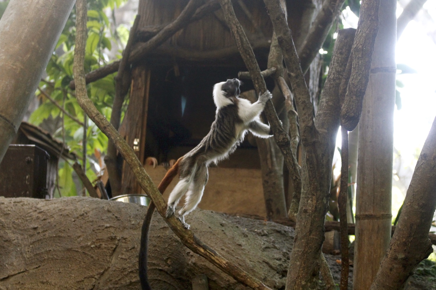 【台北 Taipei Zoo木柵動物園】暑期新館！經歷13年、斥資3.9億打造24公尺高「熱帶雨林」館，平日時間自由進出