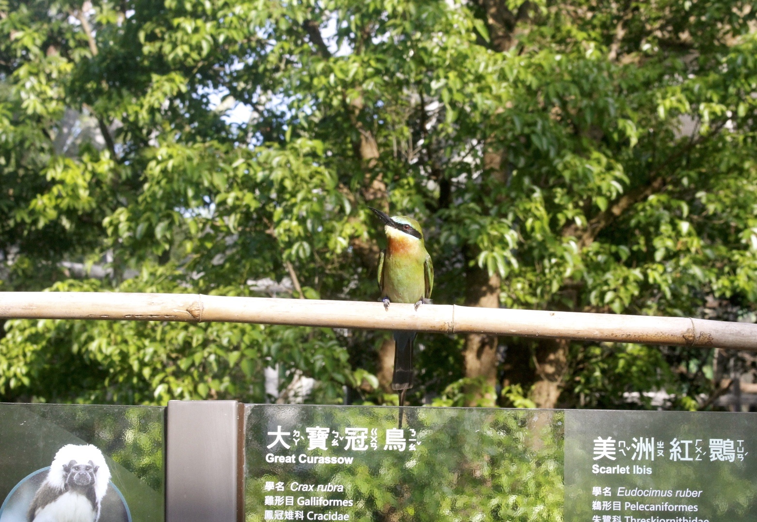 【台北 Taipei Zoo木柵動物園】暑期新館！經歷13年、斥資3.9億打造24公尺高「熱帶雨林」館，平日時間自由進出
