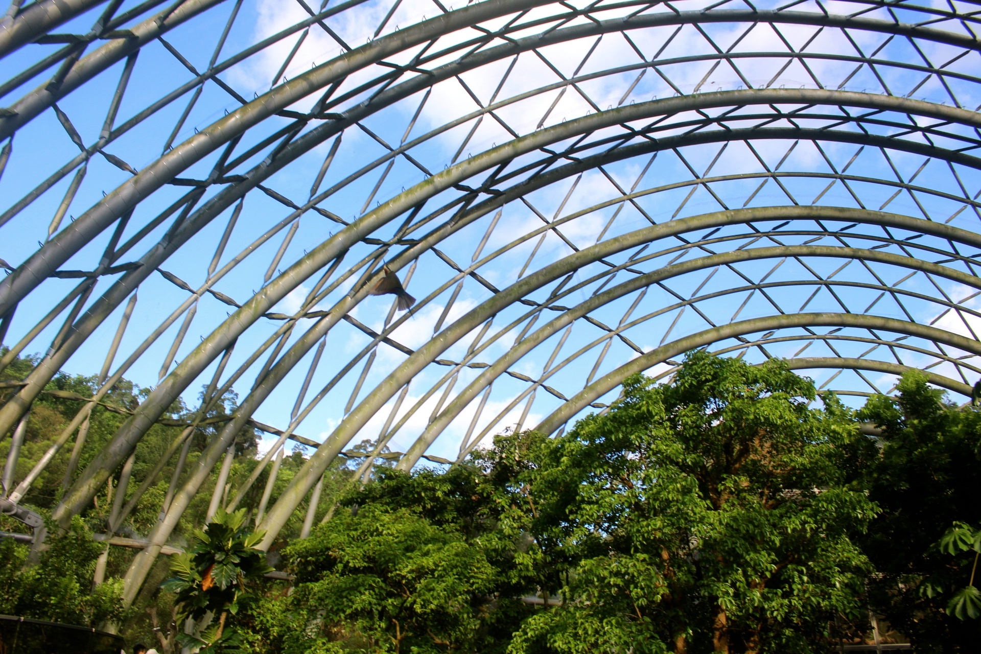 【台北 Taipei Zoo木柵動物園】暑期新館！經歷13年、斥資3.9億打造24公尺高「熱帶雨林」館，平日時間自由進出