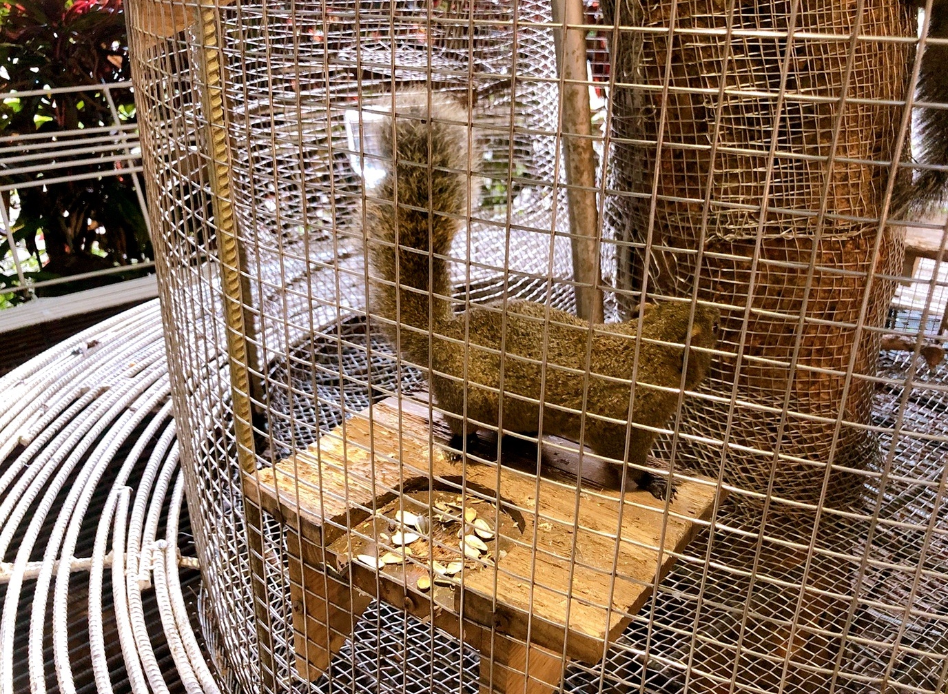 【台中 紙箱王創意園區】新玩法!鋼雕藝術么么空中步道、巨型蘑菇屋,還能體驗蒸氣造型紙火車! 【台中 紙箱王創意園區】新玩法!鋼雕藝術么么空中步道、巨型蘑菇屋,還能體驗蒸氣造型紙火車!