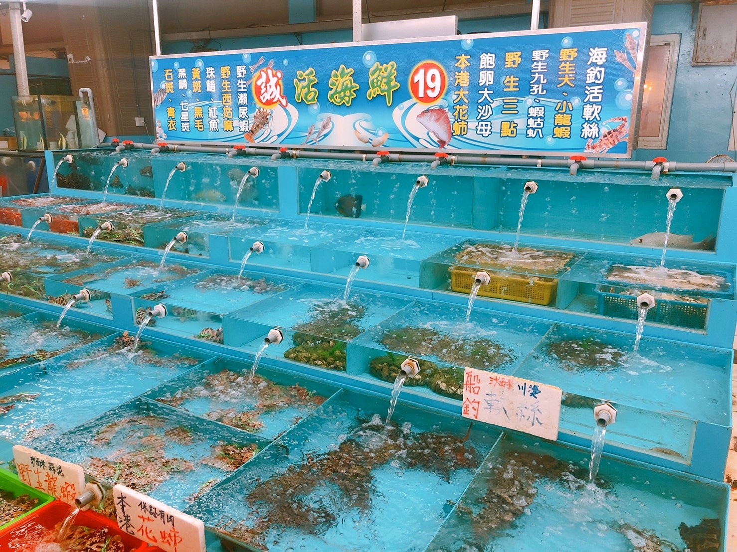 〖碧砂漁港〗尚青的海鮮就在這!現剖馬糞海膽、清蒸活體花蟹、沙蝦.吃飽繼續到廣場散步 〖碧砂漁港〗尚青的海鮮就在這!現剖馬糞海膽、清蒸活體花蟹、沙蝦.吃飽繼續到廣場散步