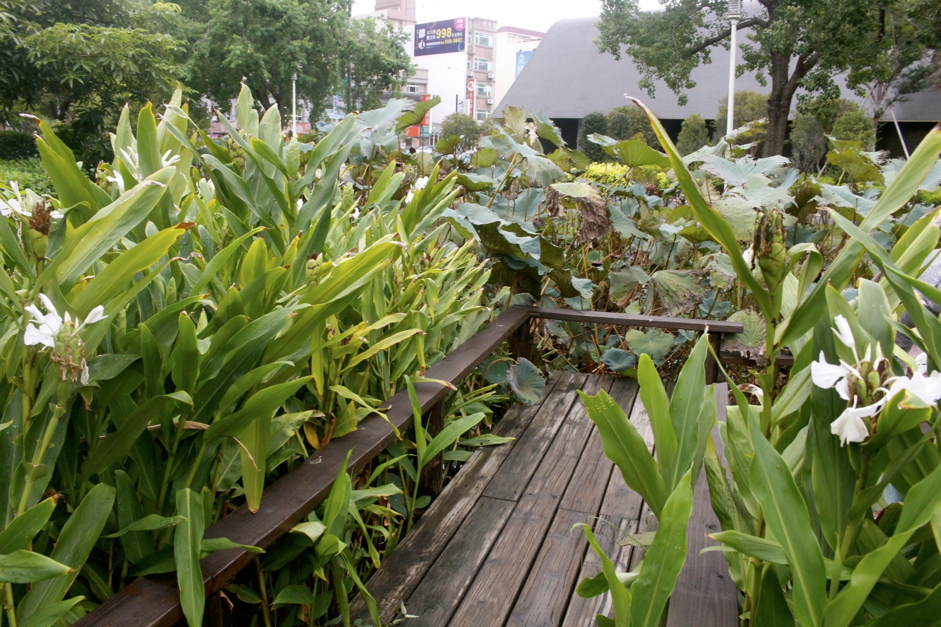 【遊 新瓦屋客家文化保存區】兩百多年歷史客家聚落。免費景點！假日還有定時導覽（附設收費停車場）
