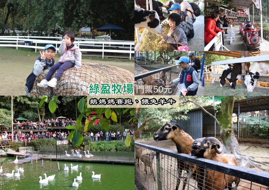 【玩 綠盈牧場】50元就能入園觀賞「全台唯一鵝賽場」!餵食山羊兔子、牧牛草原、牽牛花溜滑梯 【玩 綠盈牧場】50元就能入園觀賞「全台唯一鵝賽場」!餵食山羊兔子、牧牛草原、牽牛花溜滑梯