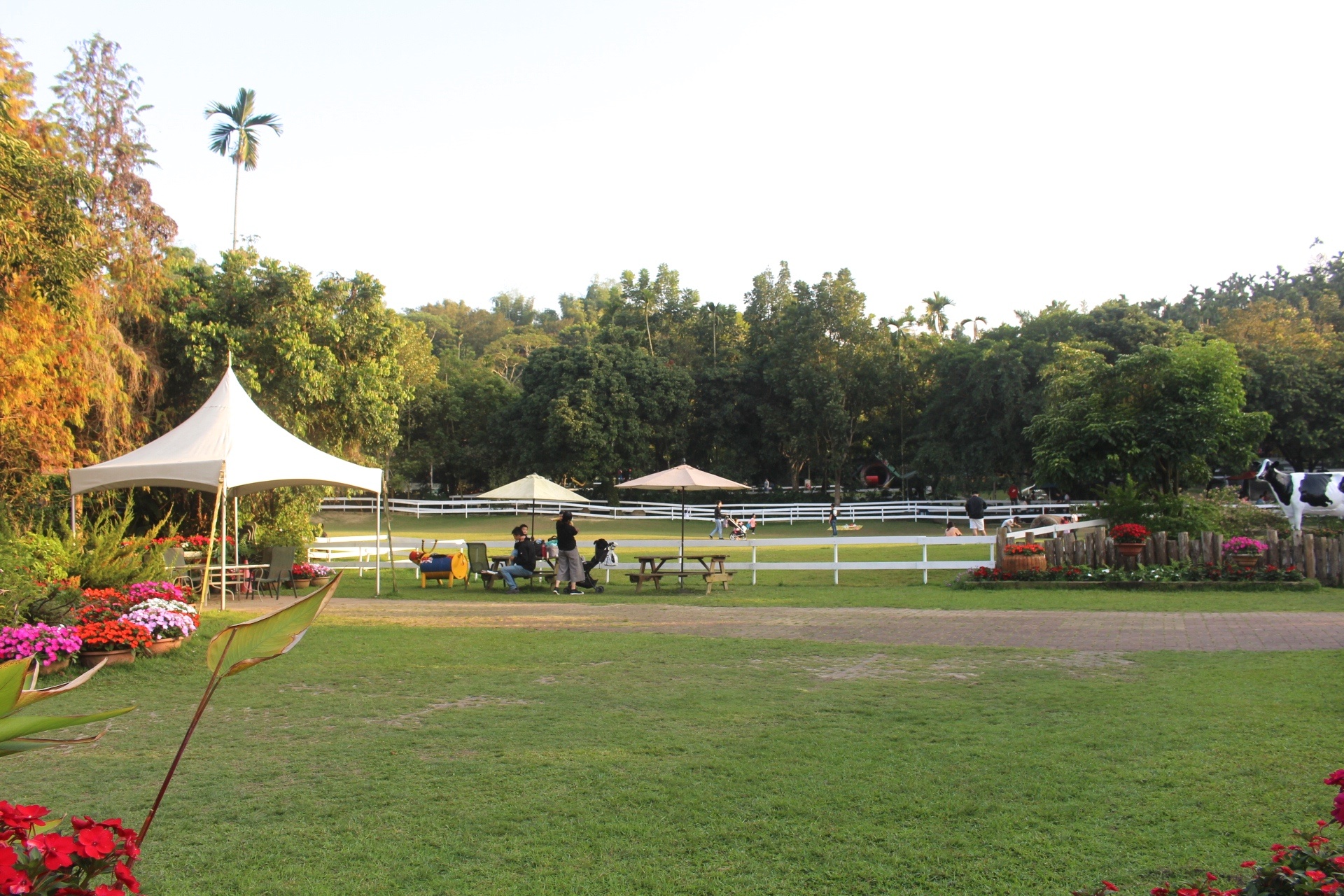 【玩 綠盈牧場】50元就能入園觀賞「全台唯一鵝賽場」!餵食山羊兔子、牧牛草原、牽牛花溜滑梯 【玩 綠盈牧場】50元就能入園觀賞「全台唯一鵝賽場」!餵食山羊兔子、牧牛草原、牽牛花溜滑梯