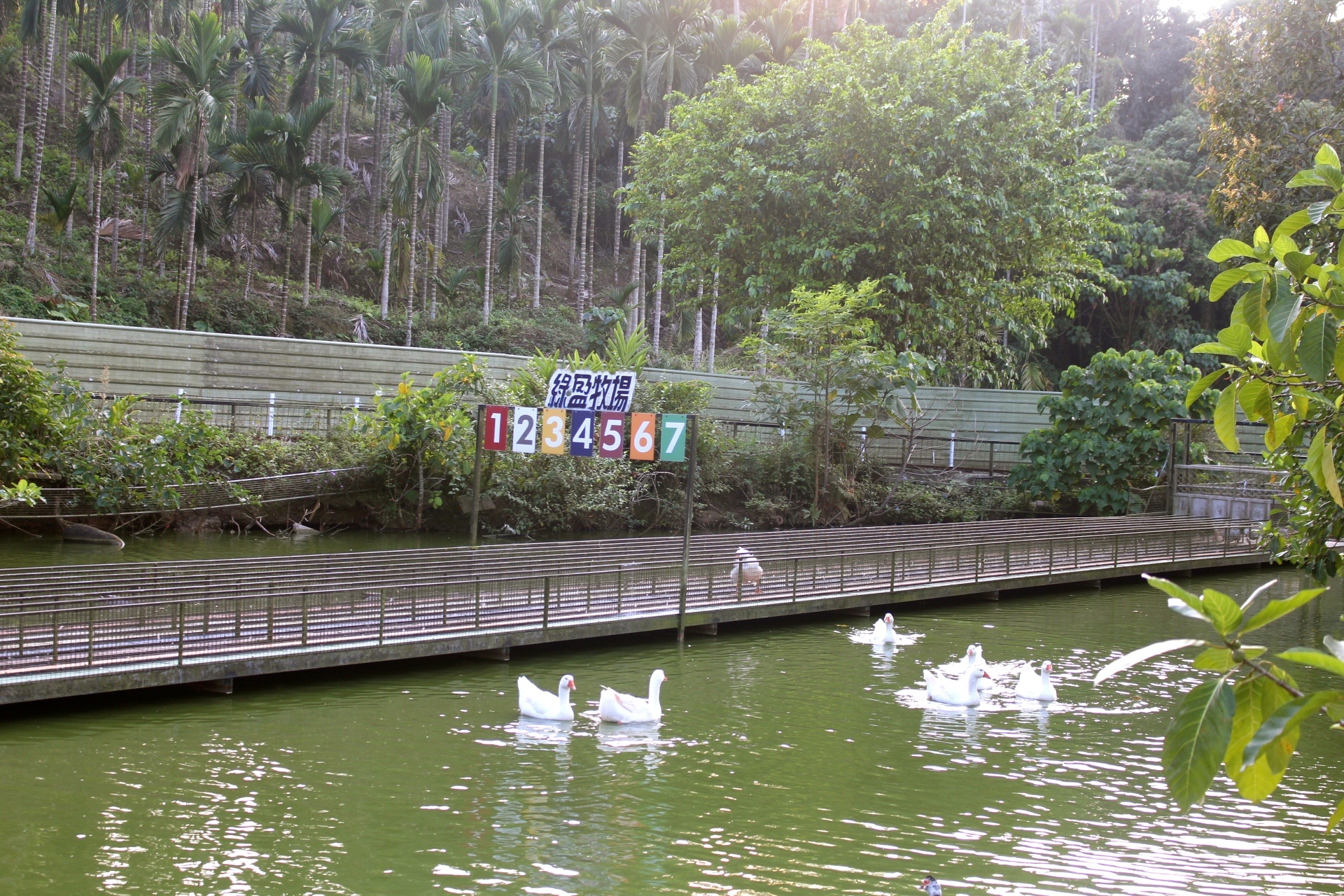 【玩 綠盈牧場】50元就能入園觀賞「全台唯一鵝賽場」！餵食山羊兔子、牧牛草原、牽牛花溜滑梯