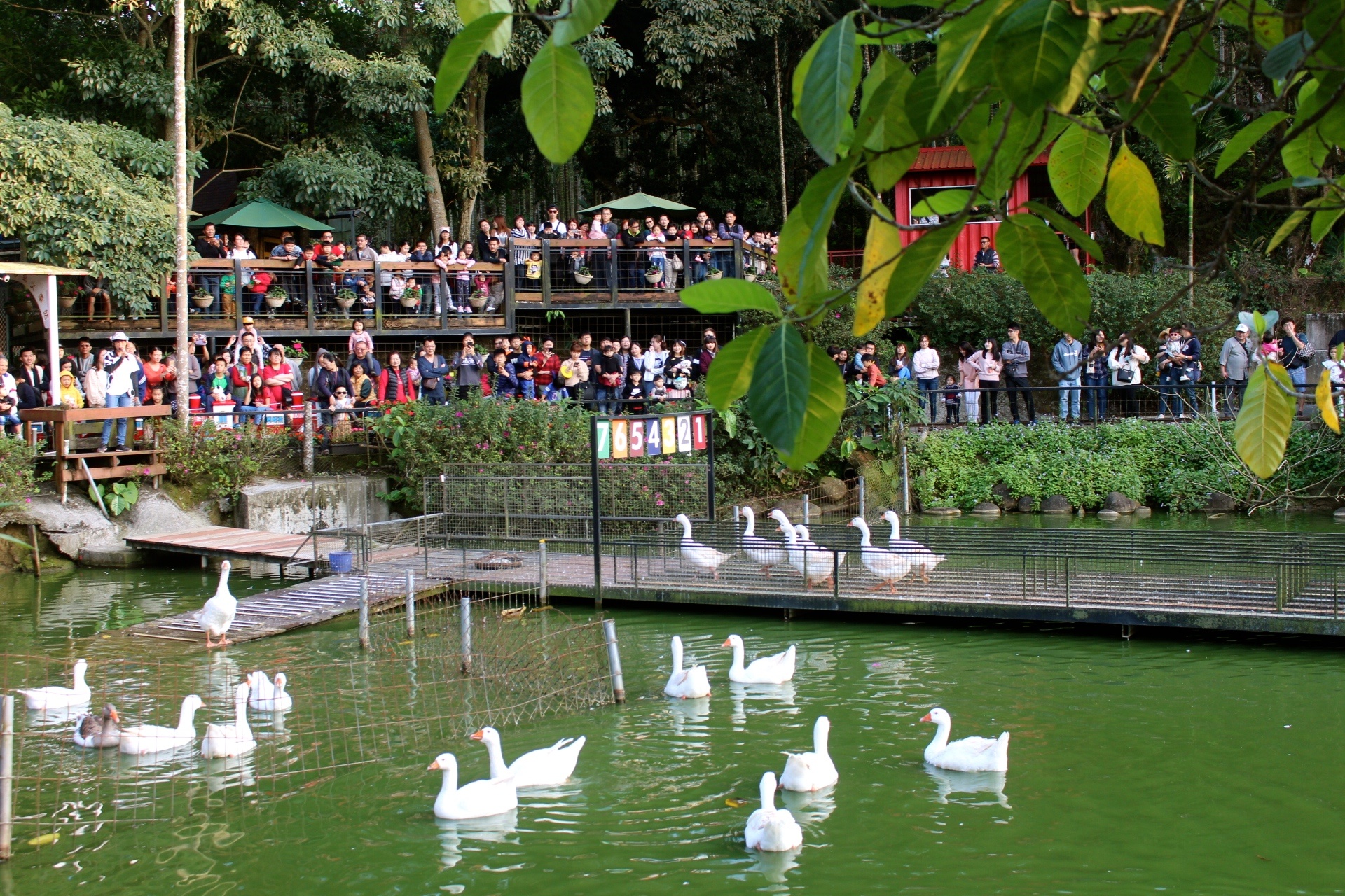 【玩 綠盈牧場】50元就能入園觀賞「全台唯一鵝賽場」!餵食山羊兔子、牧牛草原、牽牛花溜滑梯 【玩 綠盈牧場】50元就能入園觀賞「全台唯一鵝賽場」!餵食山羊兔子、牧牛草原、牽牛花溜滑梯