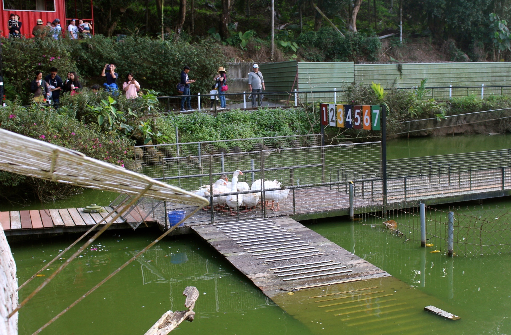 【玩 綠盈牧場】50元就能入園觀賞「全台唯一鵝賽場」!餵食山羊兔子、牧牛草原、牽牛花溜滑梯 【玩 綠盈牧場】50元就能入園觀賞「全台唯一鵝賽場」!餵食山羊兔子、牧牛草原、牽牛花溜滑梯