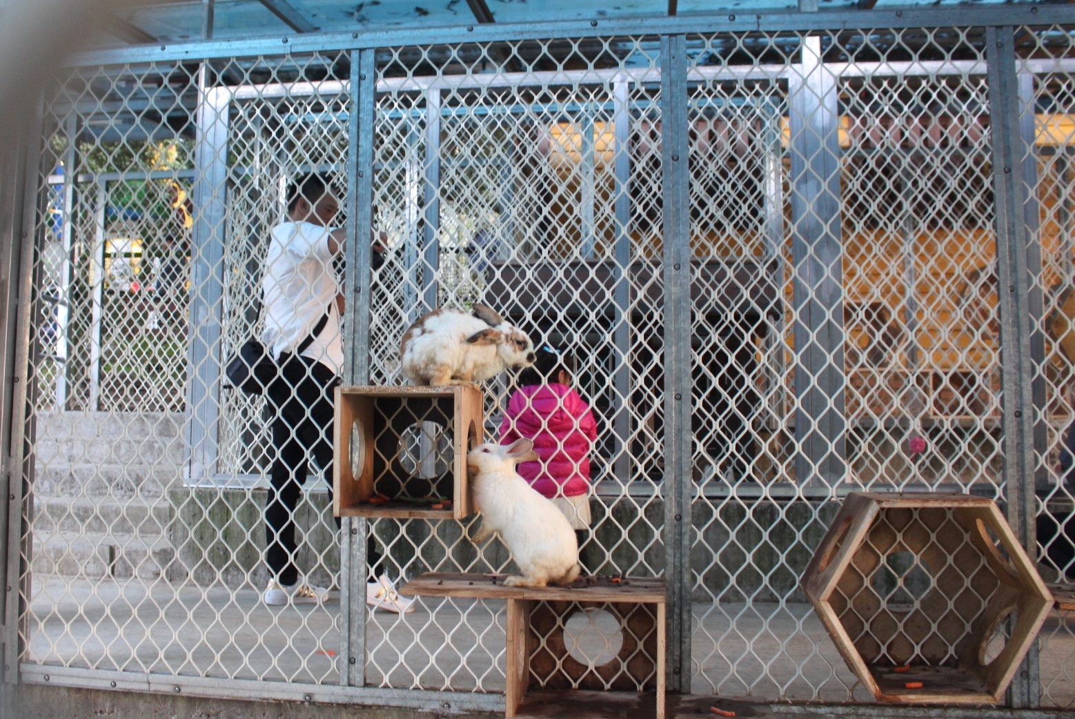 【玩 綠盈牧場】50元就能入園觀賞「全台唯一鵝賽場」!餵食山羊兔子、牧牛草原、牽牛花溜滑梯 【玩 綠盈牧場】50元就能入園觀賞「全台唯一鵝賽場」!餵食山羊兔子、牧牛草原、牽牛花溜滑梯