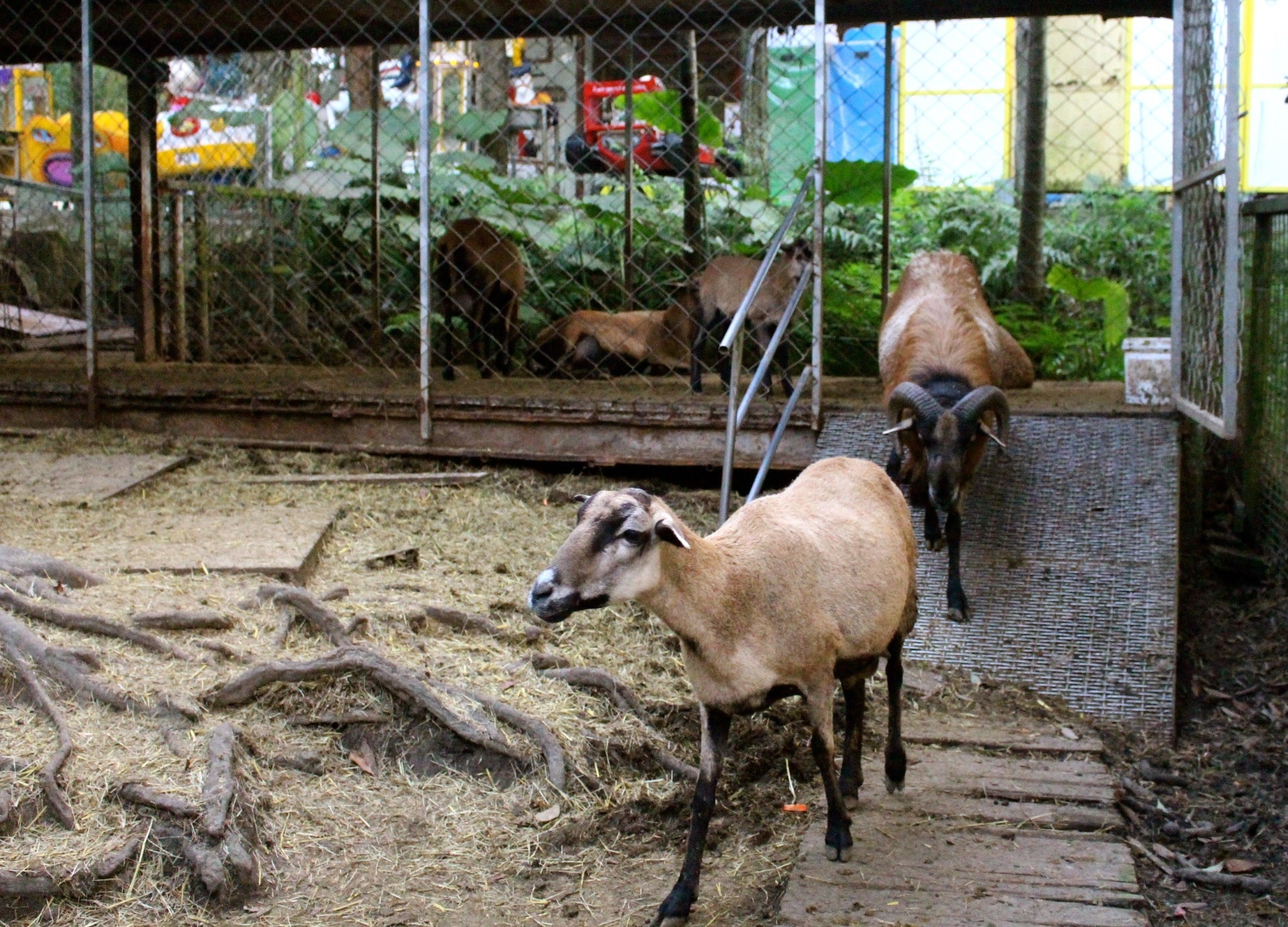 【玩 綠盈牧場】50元就能入園觀賞「全台唯一鵝賽場」!餵食山羊兔子、牧牛草原、牽牛花溜滑梯 【玩 綠盈牧場】50元就能入園觀賞「全台唯一鵝賽場」!餵食山羊兔子、牧牛草原、牽牛花溜滑梯