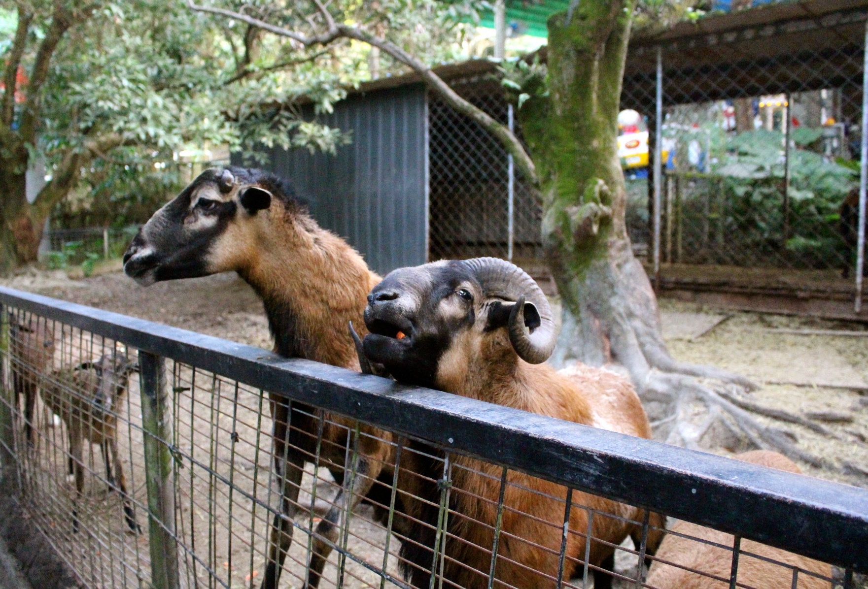 【玩 綠盈牧場】50元就能入園觀賞「全台唯一鵝賽場」!餵食山羊兔子、牧牛草原、牽牛花溜滑梯 【玩 綠盈牧場】50元就能入園觀賞「全台唯一鵝賽場」!餵食山羊兔子、牧牛草原、牽牛花溜滑梯