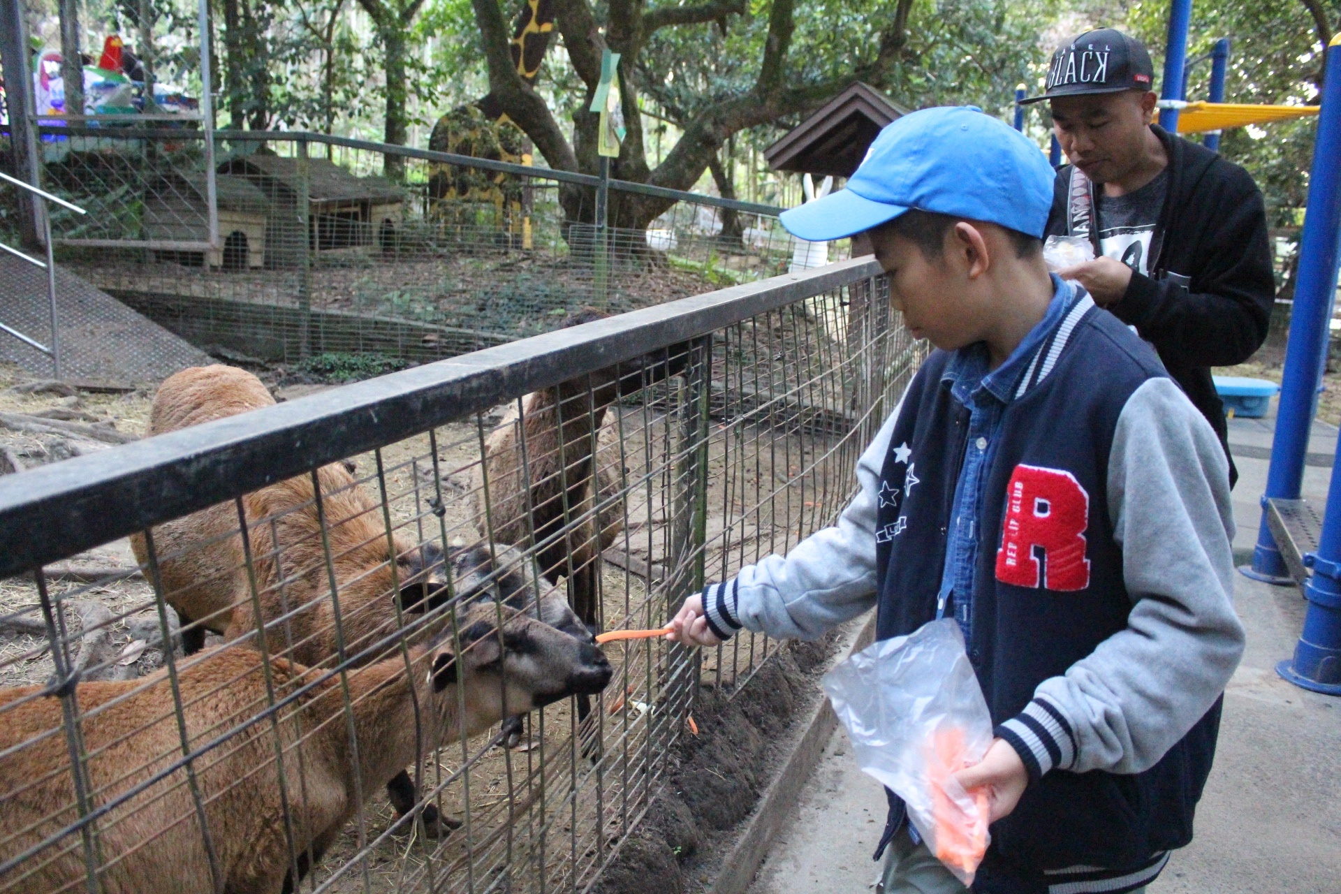 【玩 綠盈牧場】50元就能入園觀賞「全台唯一鵝賽場」！餵食山羊兔子、牧牛草原、牽牛花溜滑梯