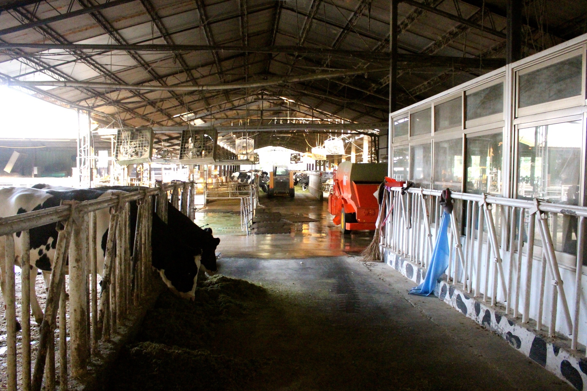 【玩 綠盈牧場】50元就能入園觀賞「全台唯一鵝賽場」!餵食山羊兔子、牧牛草原、牽牛花溜滑梯 【玩 綠盈牧場】50元就能入園觀賞「全台唯一鵝賽場」!餵食山羊兔子、牧牛草原、牽牛花溜滑梯