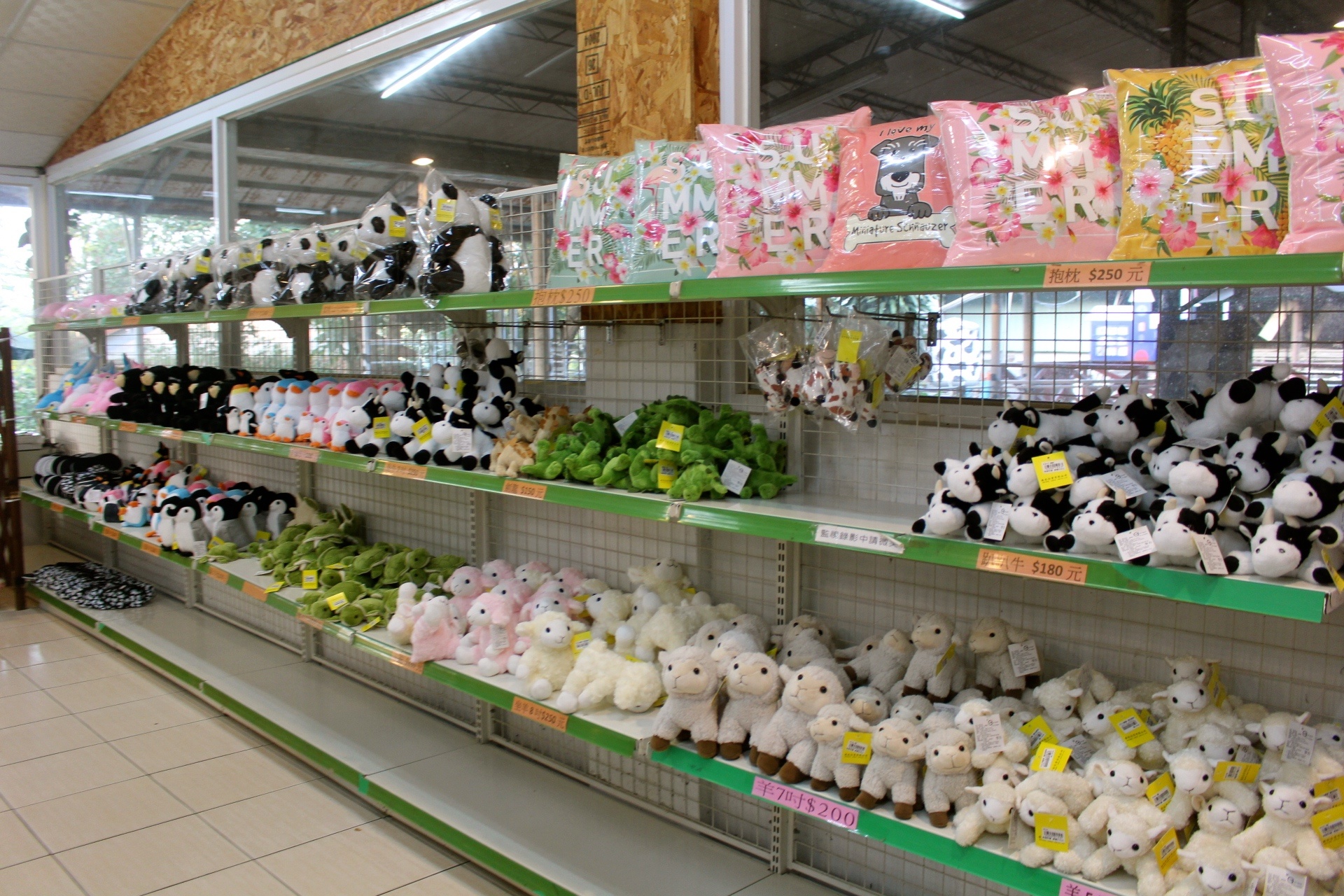 【玩 綠盈牧場】50元就能入園觀賞「全台唯一鵝賽場」!餵食山羊兔子、牧牛草原、牽牛花溜滑梯 【玩 綠盈牧場】50元就能入園觀賞「全台唯一鵝賽場」!餵食山羊兔子、牧牛草原、牽牛花溜滑梯