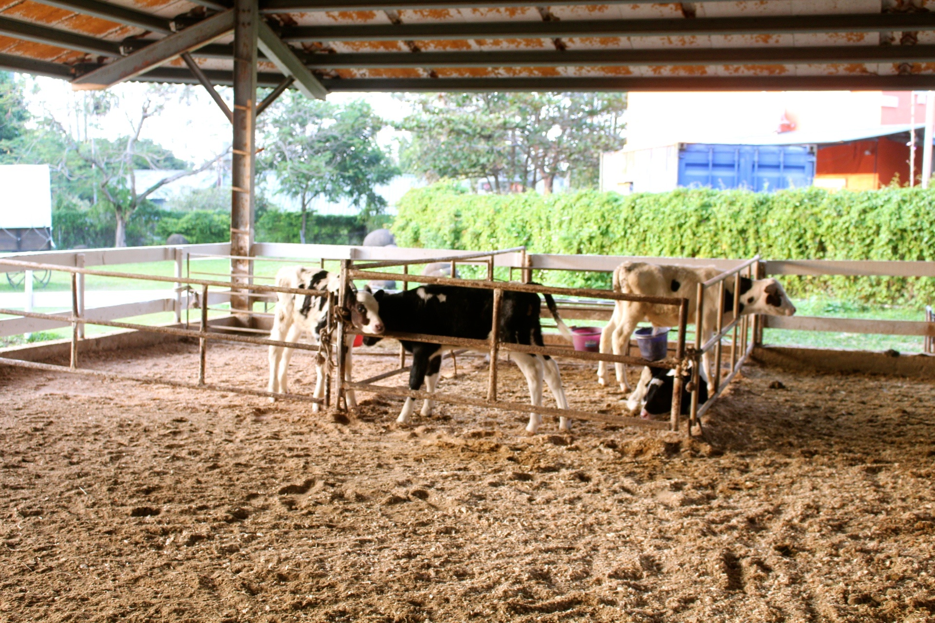 【玩 綠盈牧場】50元就能入園觀賞「全台唯一鵝賽場」!餵食山羊兔子、牧牛草原、牽牛花溜滑梯 【玩 綠盈牧場】50元就能入園觀賞「全台唯一鵝賽場」!餵食山羊兔子、牧牛草原、牽牛花溜滑梯