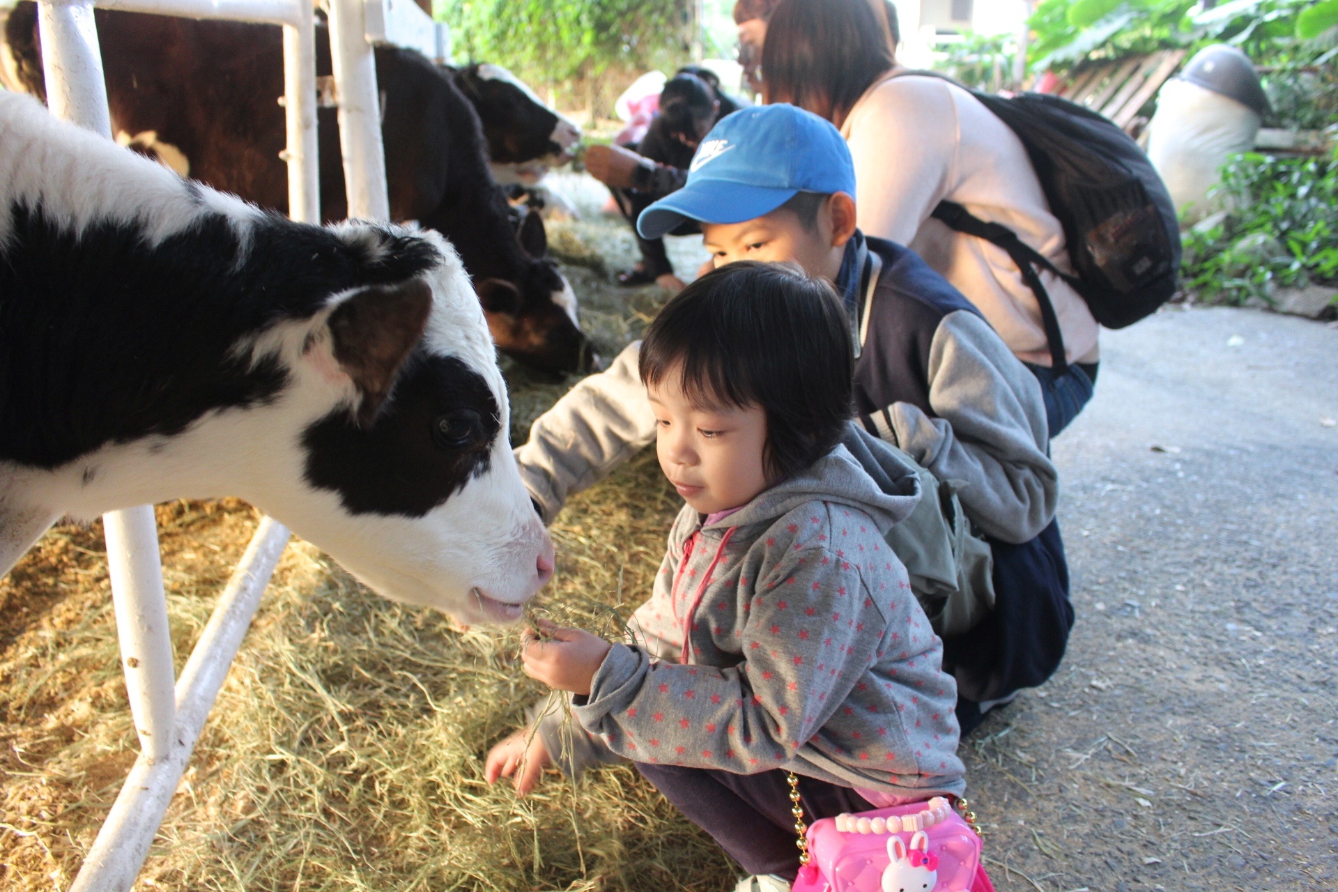 【玩 綠盈牧場】50元就能入園觀賞「全台唯一鵝賽場」!餵食山羊兔子、牧牛草原、牽牛花溜滑梯 【玩 綠盈牧場】50元就能入園觀賞「全台唯一鵝賽場」!餵食山羊兔子、牧牛草原、牽牛花溜滑梯