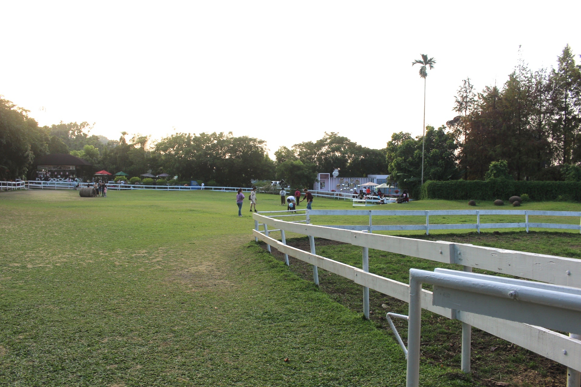 【玩 綠盈牧場】50元就能入園觀賞「全台唯一鵝賽場」!餵食山羊兔子、牧牛草原、牽牛花溜滑梯 【玩 綠盈牧場】50元就能入園觀賞「全台唯一鵝賽場」!餵食山羊兔子、牧牛草原、牽牛花溜滑梯