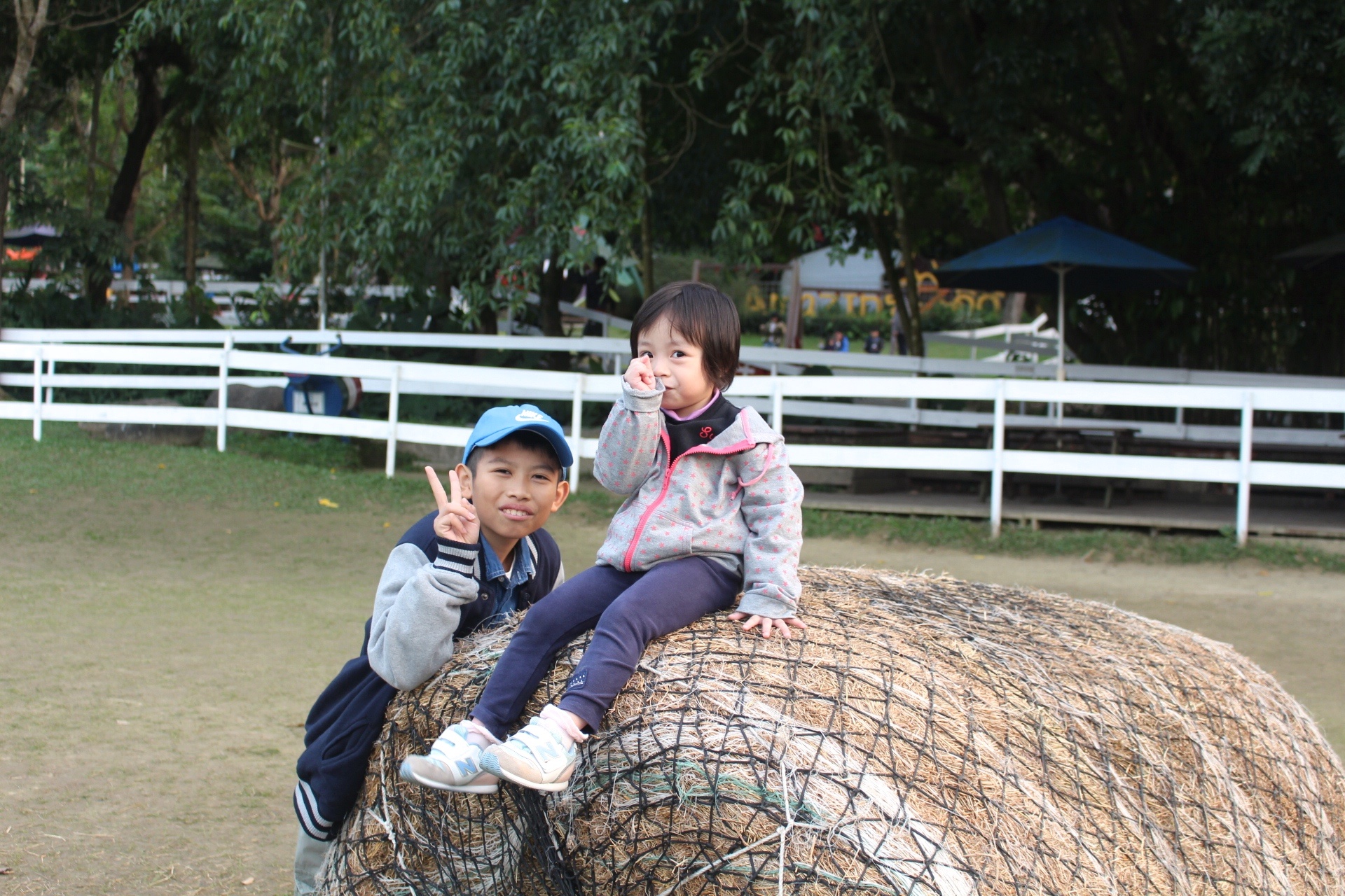 【玩 綠盈牧場】50元就能入園觀賞「全台唯一鵝賽場」!餵食山羊兔子、牧牛草原、牽牛花溜滑梯 【玩 綠盈牧場】50元就能入園觀賞「全台唯一鵝賽場」!餵食山羊兔子、牧牛草原、牽牛花溜滑梯