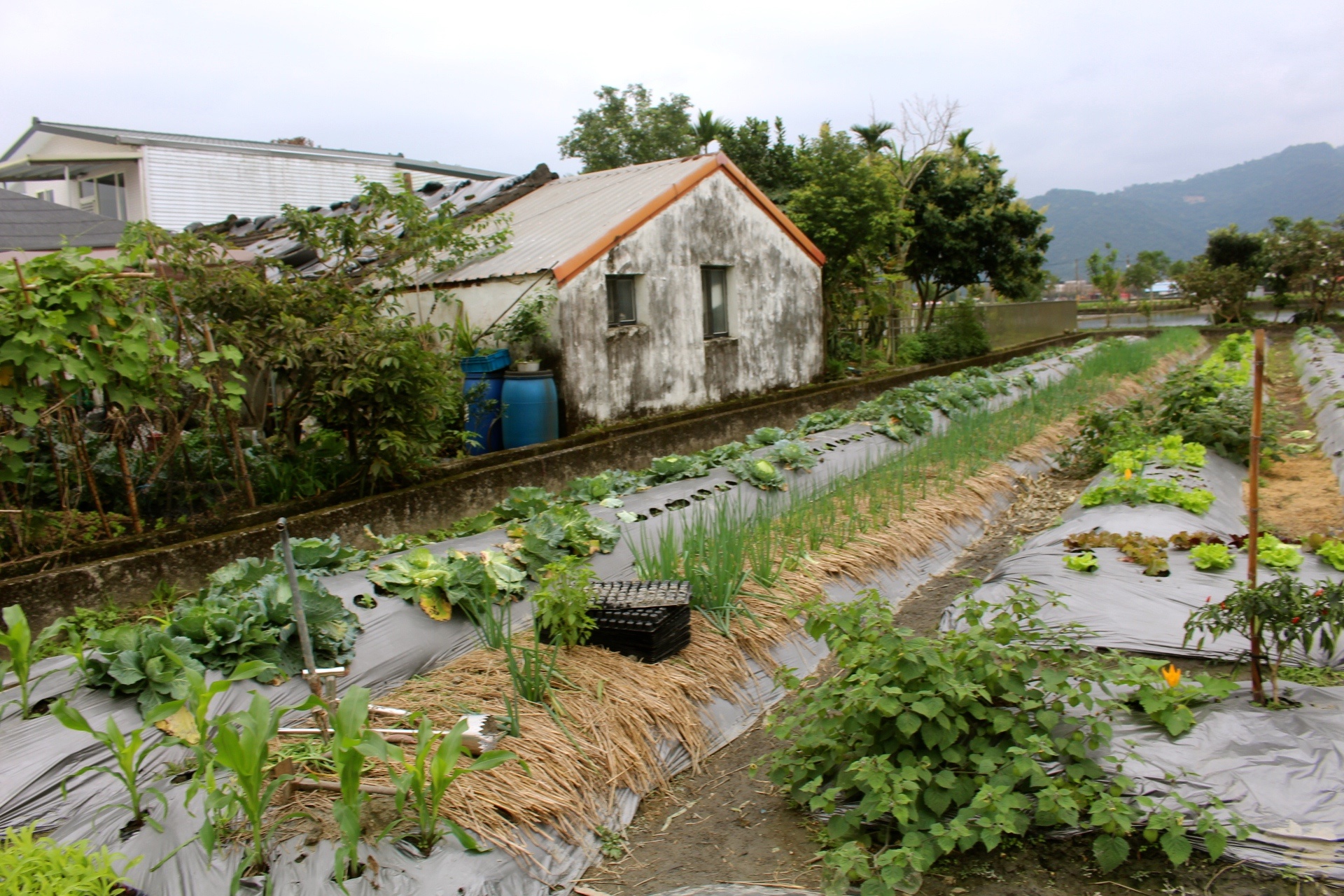 【玩 張美阿嬤農場】150元體驗餵鹿(含蔥油餅一份、暢飲有機紅茶)預約親子DIY體驗才能更有趣! 【玩 張美阿嬤農場】150元體驗餵鹿(含蔥油餅一份、暢飲有機紅茶)預約親子DIY體驗才能更有趣!