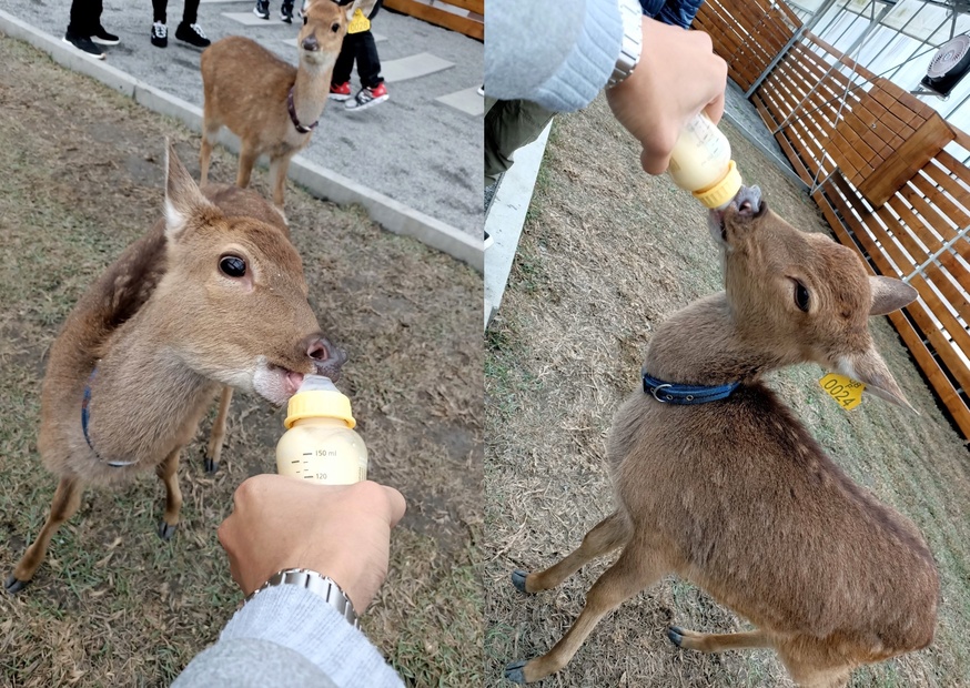 【玩 張美阿嬤農場】150元體驗餵鹿(含蔥油餅一份、暢飲有機紅茶)預約親子DIY體驗才能更有趣! 【玩 張美阿嬤農場】150元體驗餵鹿(含蔥油餅一份、暢飲有機紅茶)預約親子DIY體驗才能更有趣!
