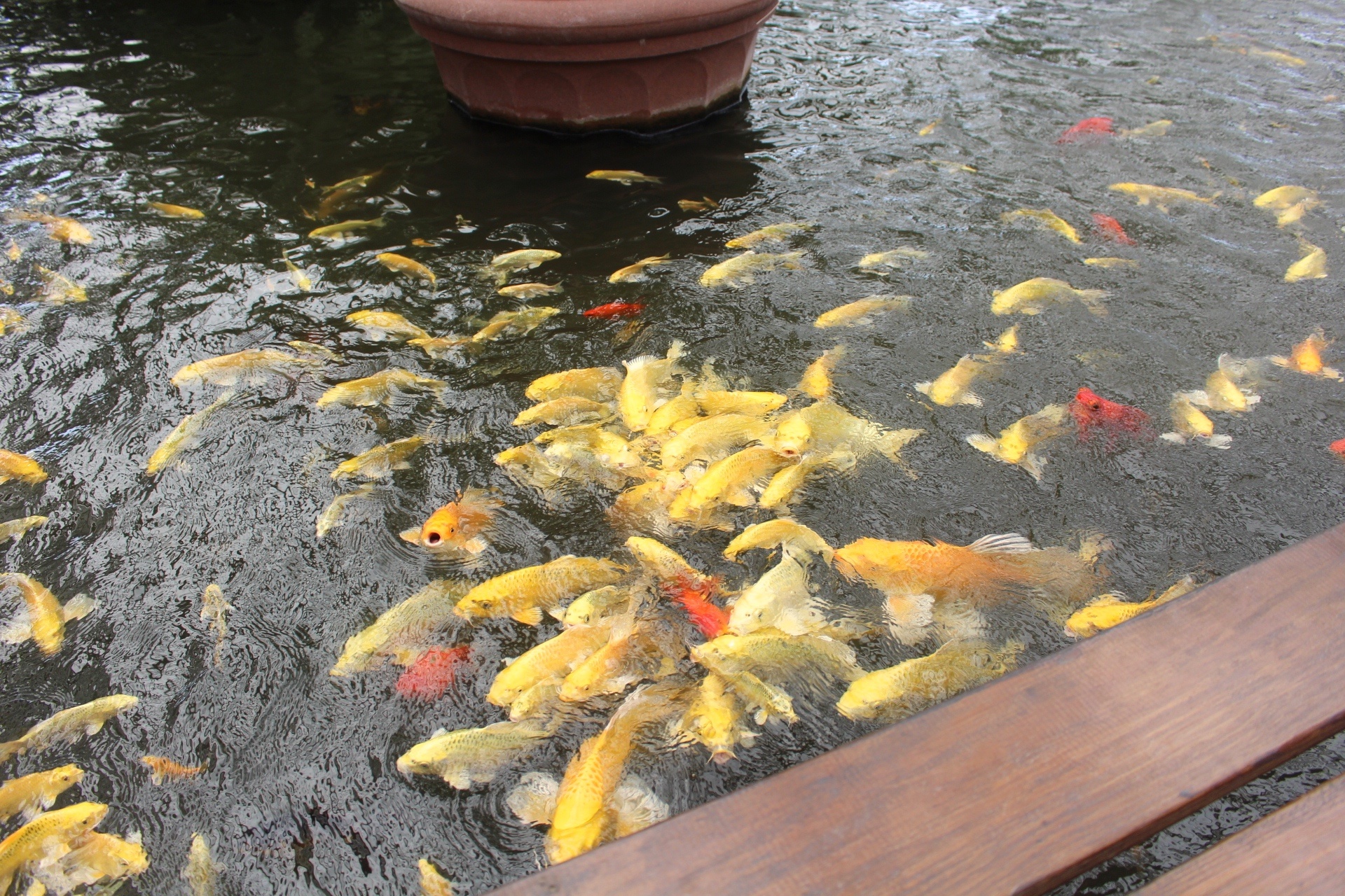 【遊 金車礁溪蘭花園】全年無休+免費入場!超大水生植物區可餵食錦鯉,附設草皮兒童區、仙人掌蘭花區(雨天備案) 【遊 金車礁溪蘭花園】全年無休+免費入場!超大水生植物區可餵食錦鯉,附設草皮兒童區、仙人掌蘭花區(雨天備案)