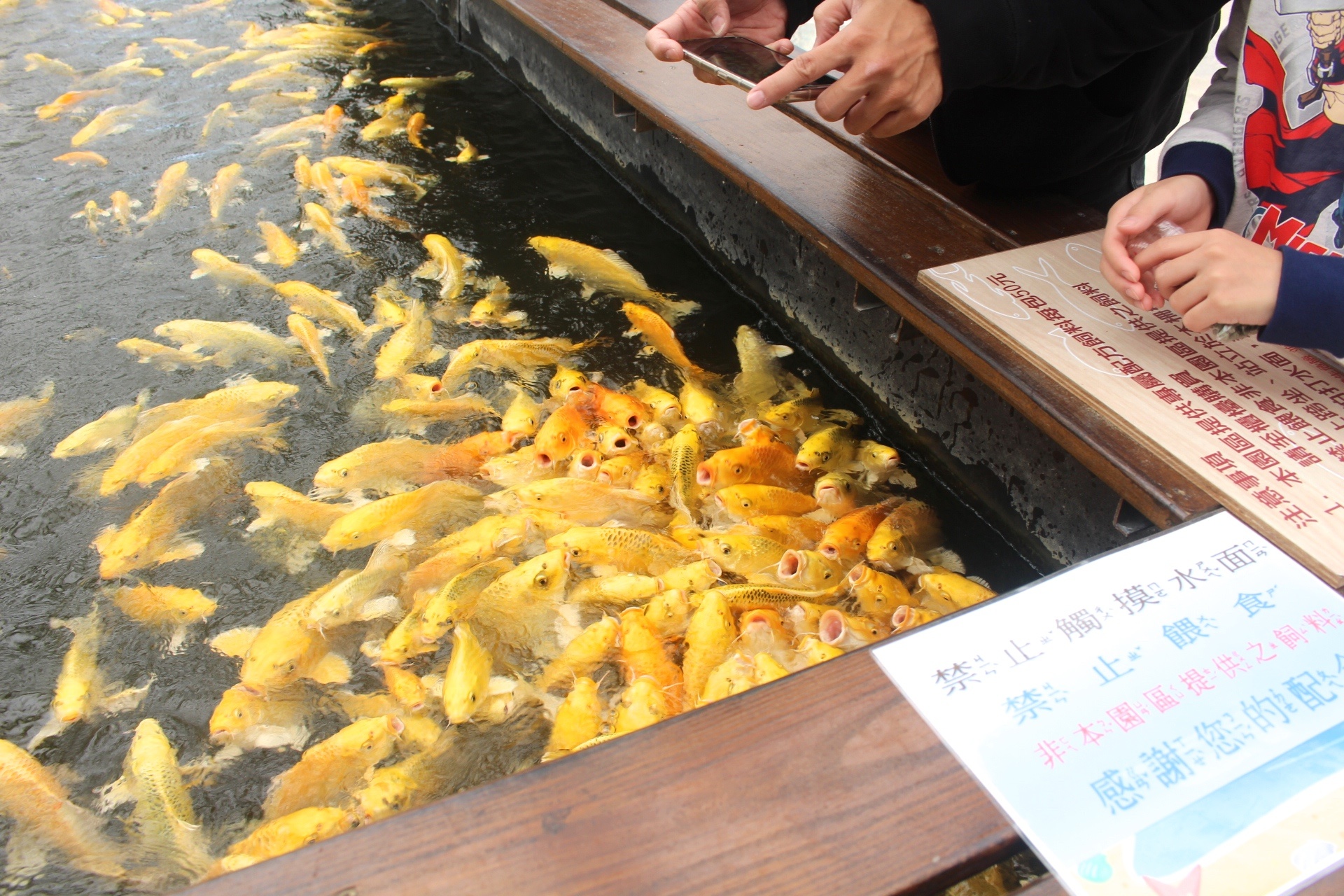 【遊 金車礁溪蘭花園】全年無休+免費入場!超大水生植物區可餵食錦鯉,附設草皮兒童區、仙人掌蘭花區(雨天備案) 【遊 金車礁溪蘭花園】全年無休+免費入場!超大水生植物區可餵食錦鯉,附設草皮兒童區、仙人掌蘭花區(雨天備案)
