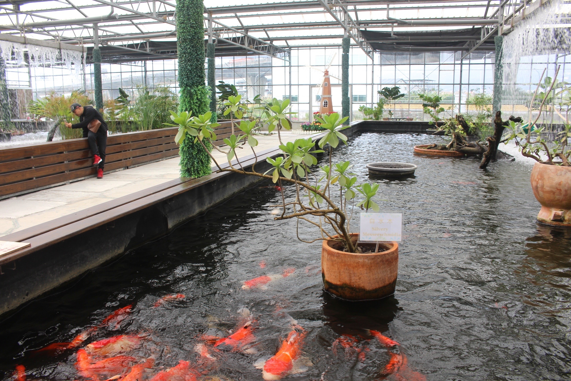 【遊 金車礁溪蘭花園】全年無休+免費入場！超大水生植物區可餵食錦鯉，附設草皮兒童區、仙人掌蘭花區(雨天備案）