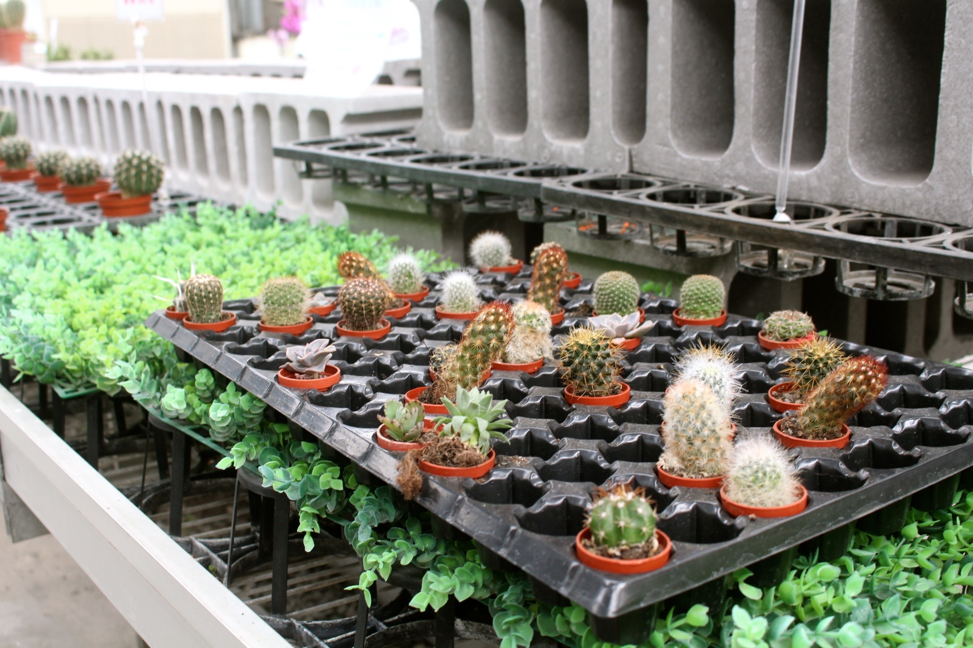 【遊 金車礁溪蘭花園】全年無休+免費入場!超大水生植物區可餵食錦鯉,附設草皮兒童區、仙人掌蘭花區(雨天備案) 【遊 金車礁溪蘭花園】全年無休+免費入場!超大水生植物區可餵食錦鯉,附設草皮兒童區、仙人掌蘭花區(雨天備案)